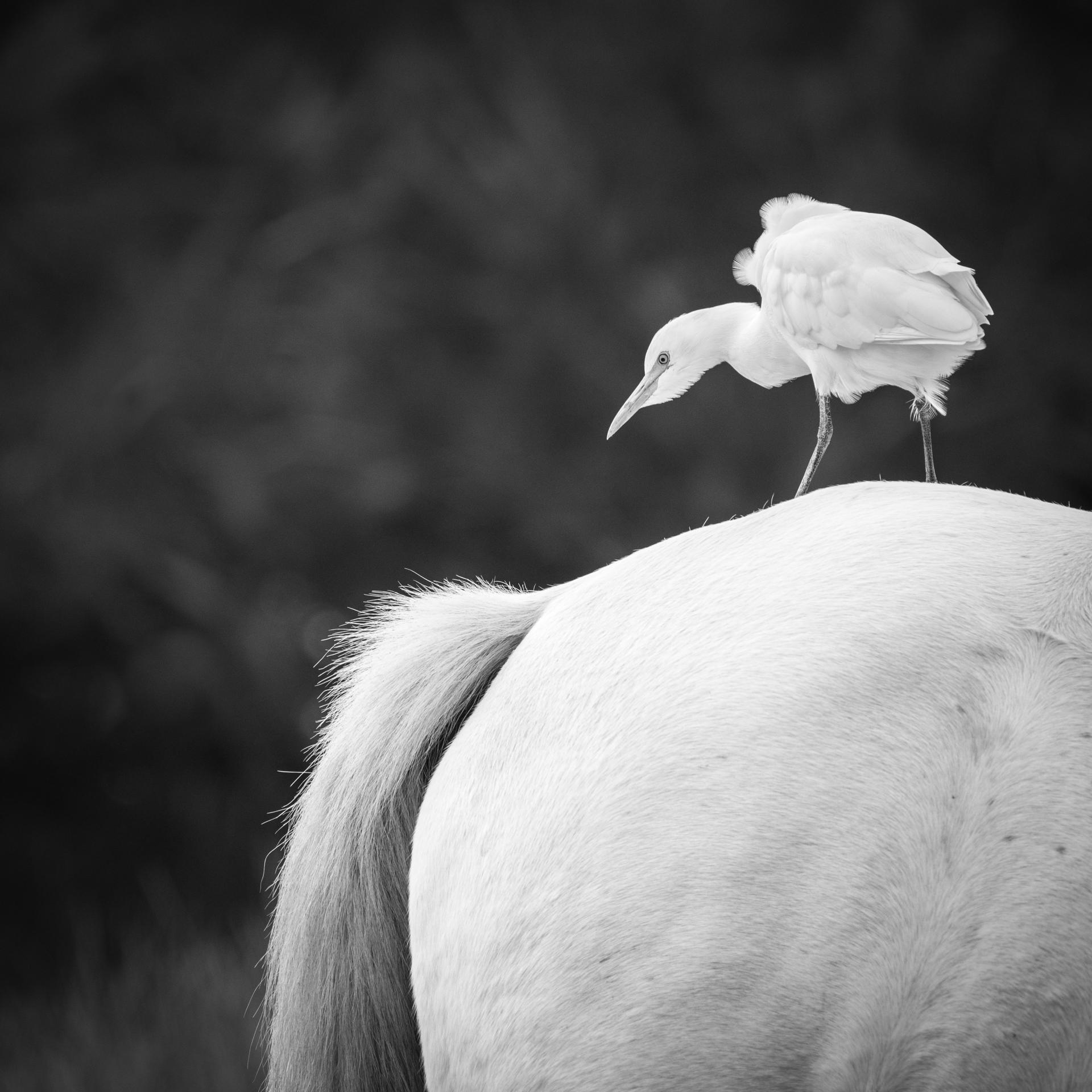 Héron garde-boeufs & cheval de Camargue