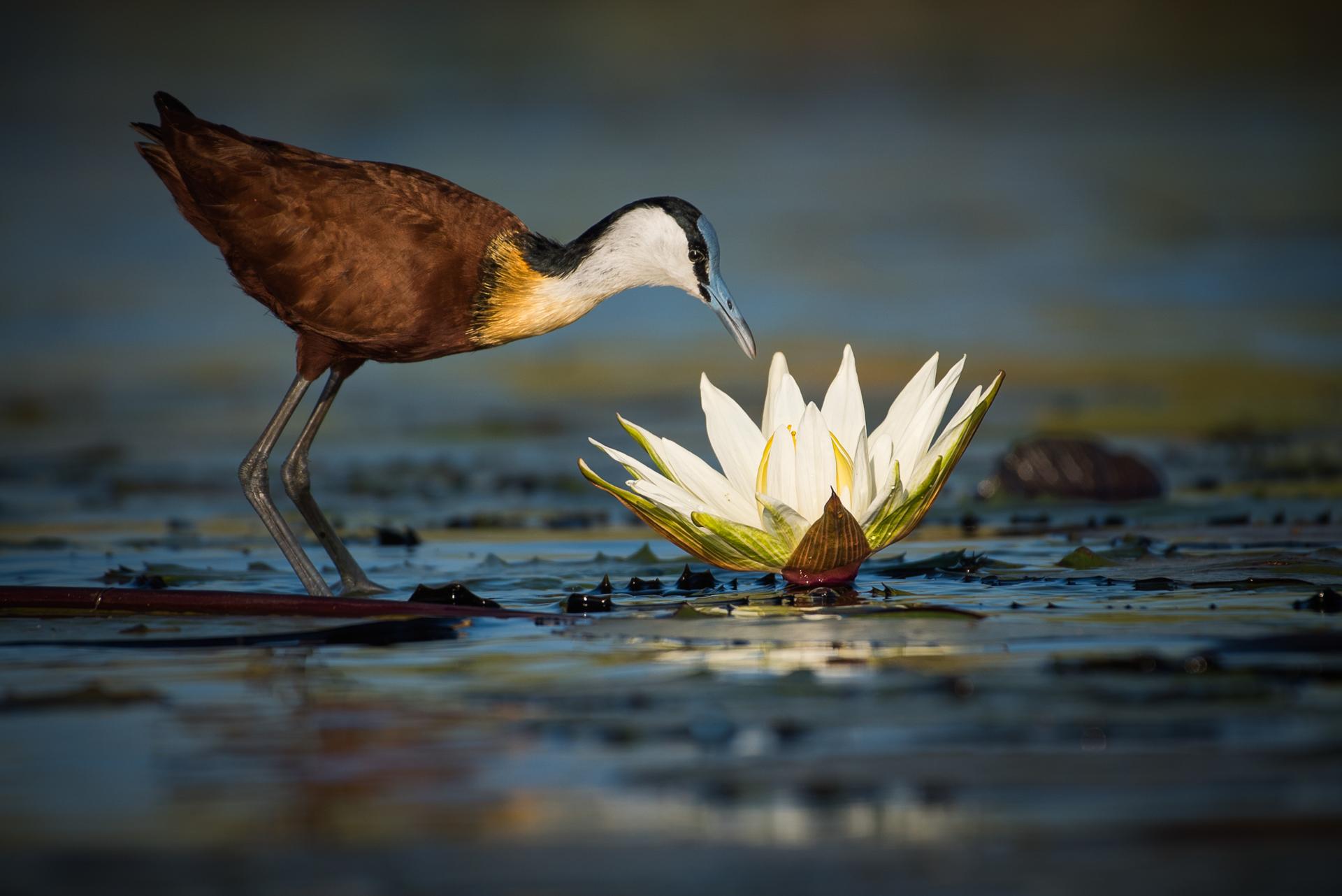 Jacana Africaine et Le Nénuphar