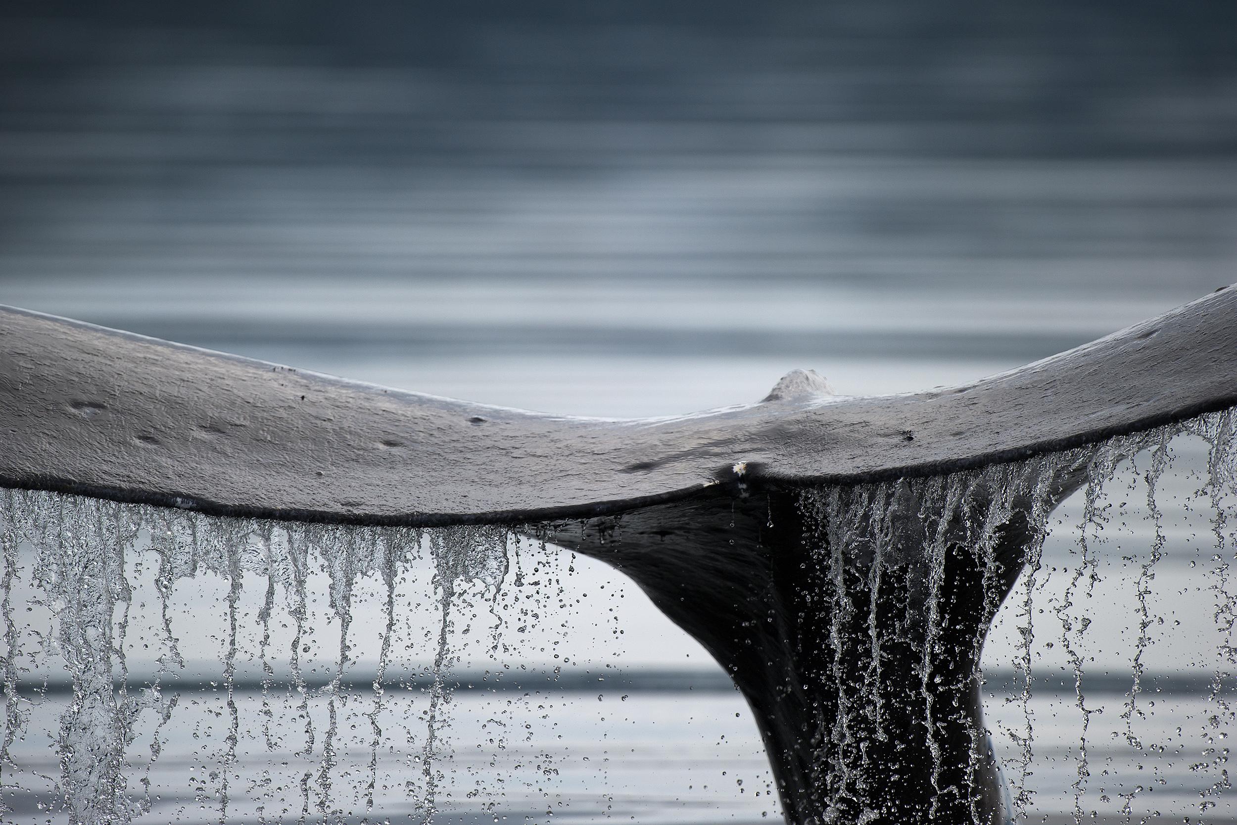 Baleine à bosse