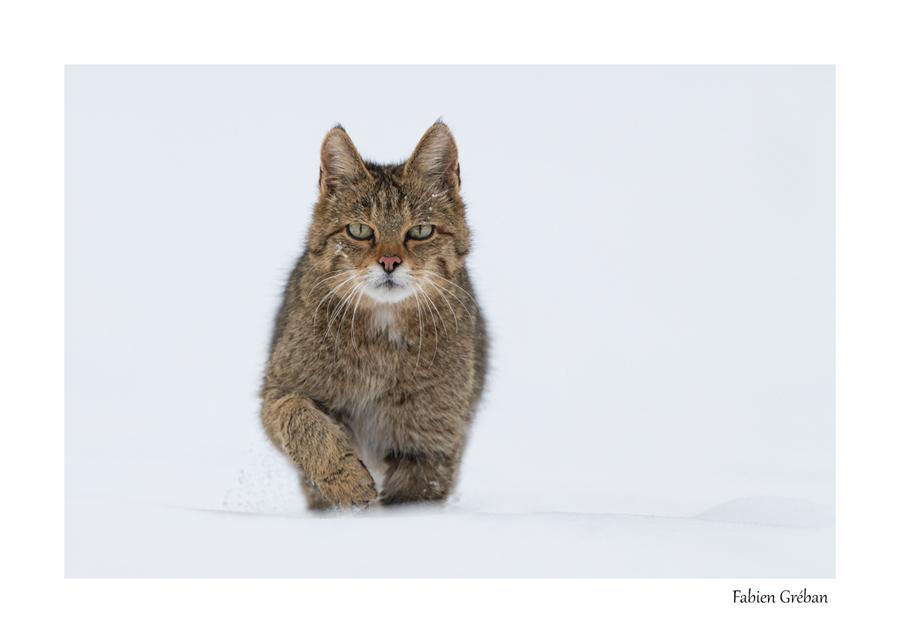 chat forestier en hiver