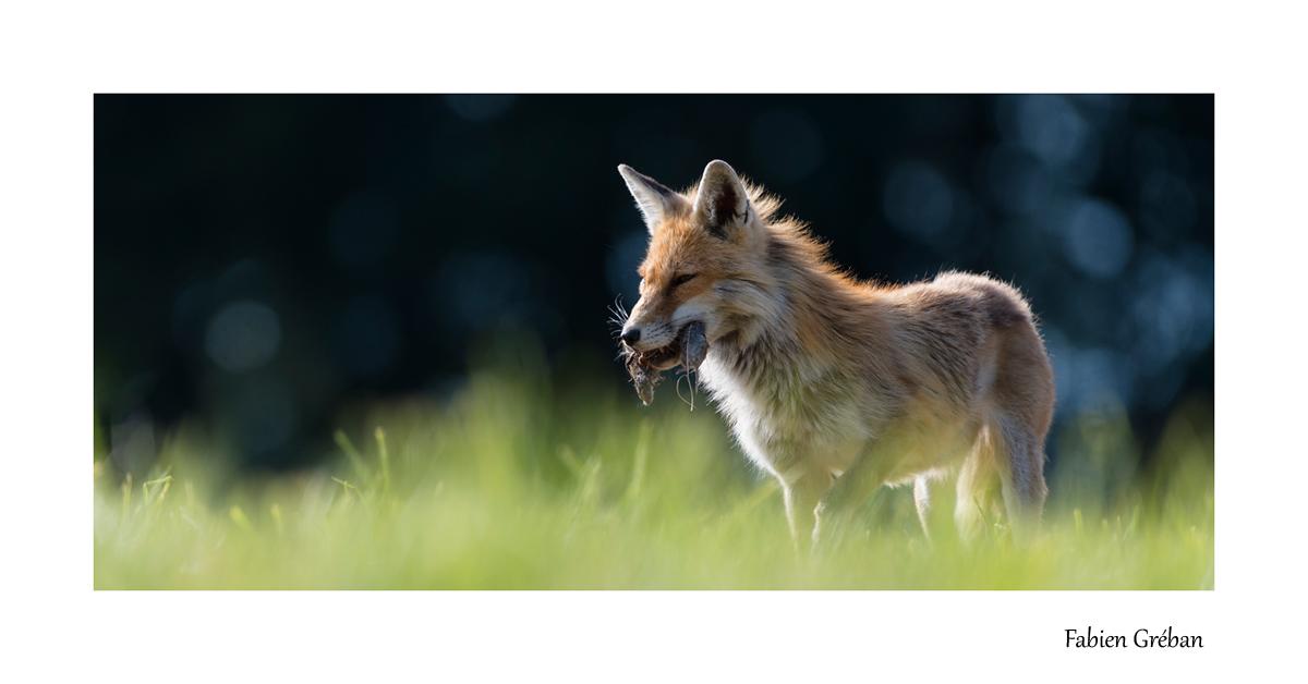 renard en été