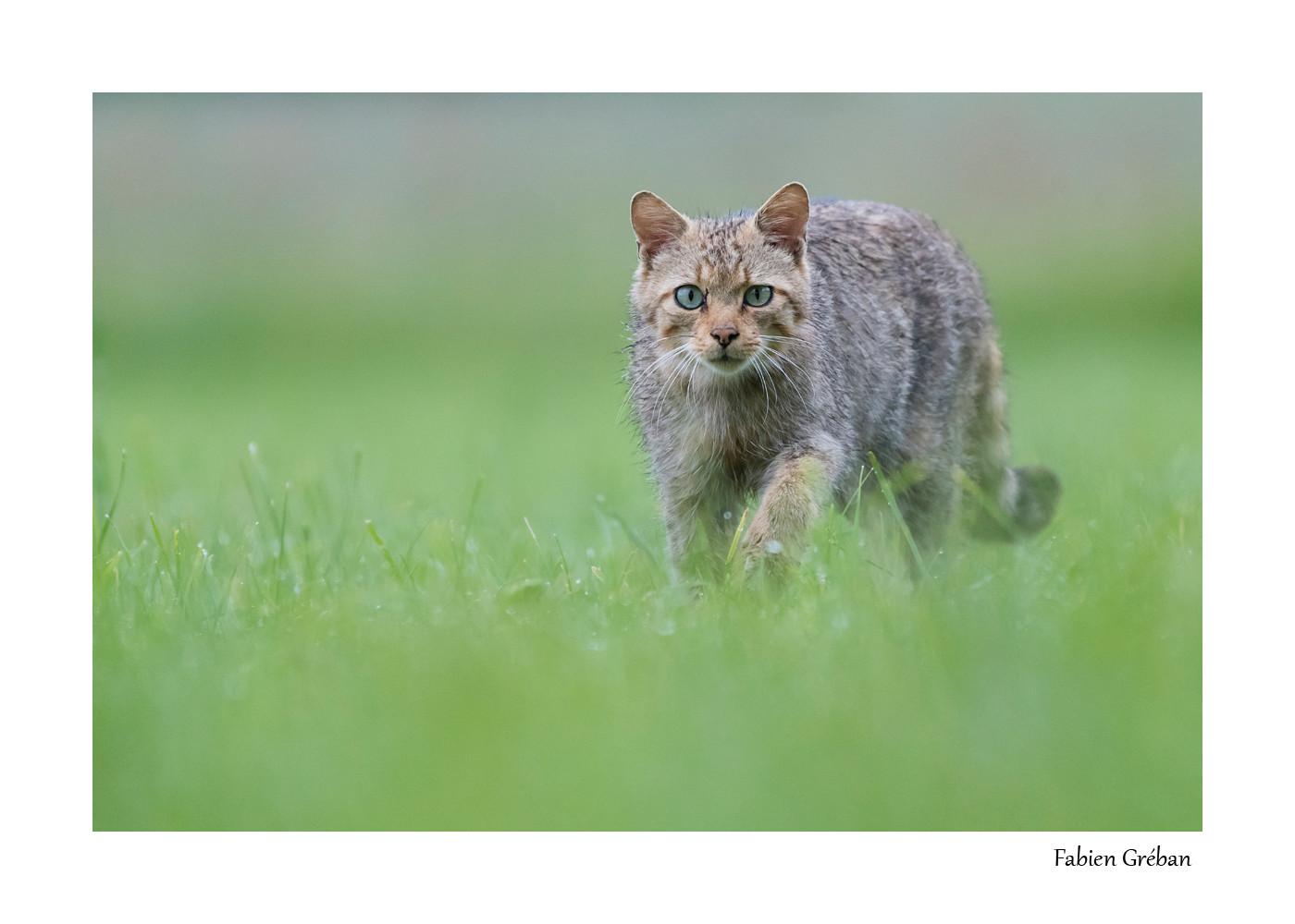 face a face avec le chat