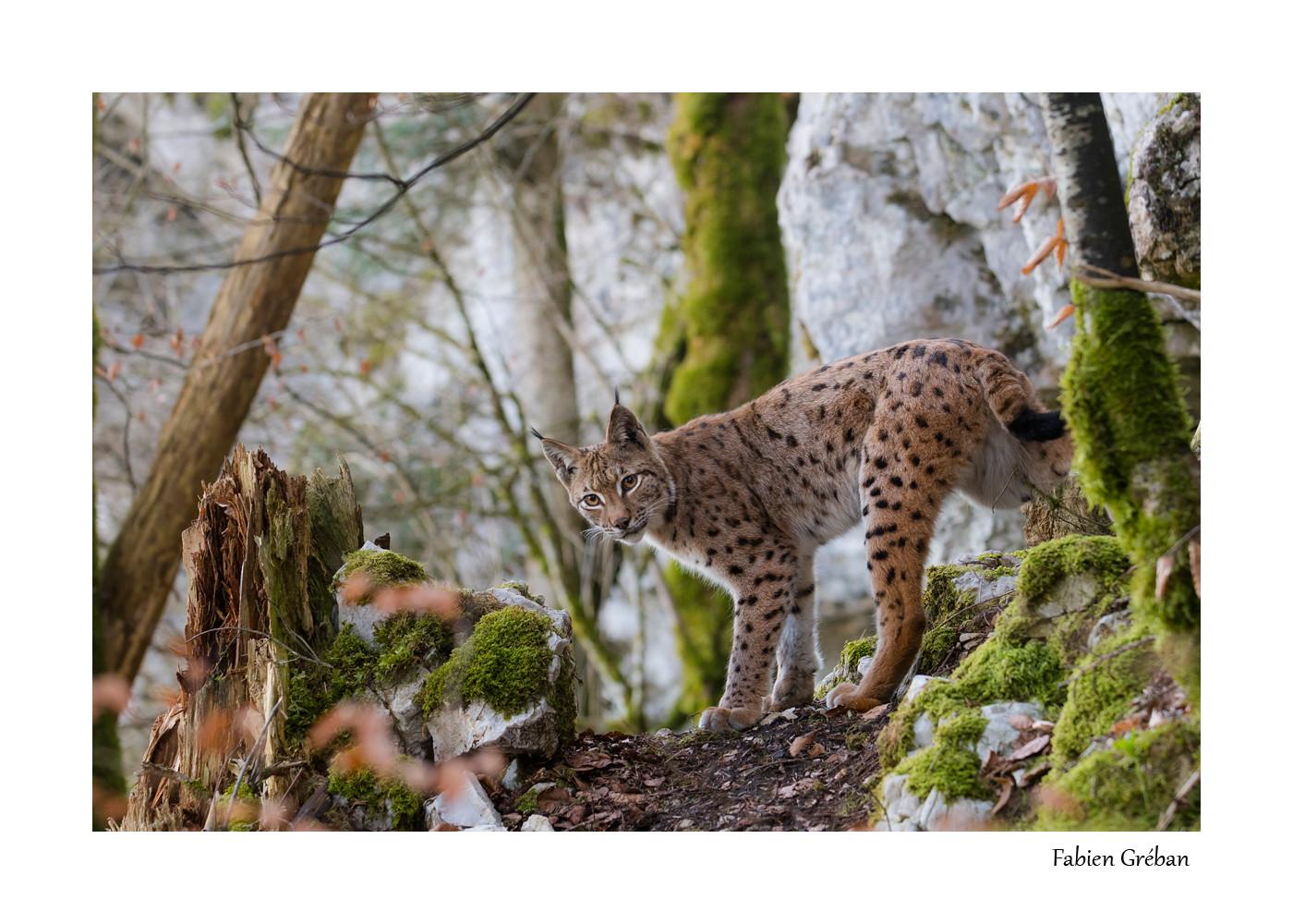 le lynx du Jura