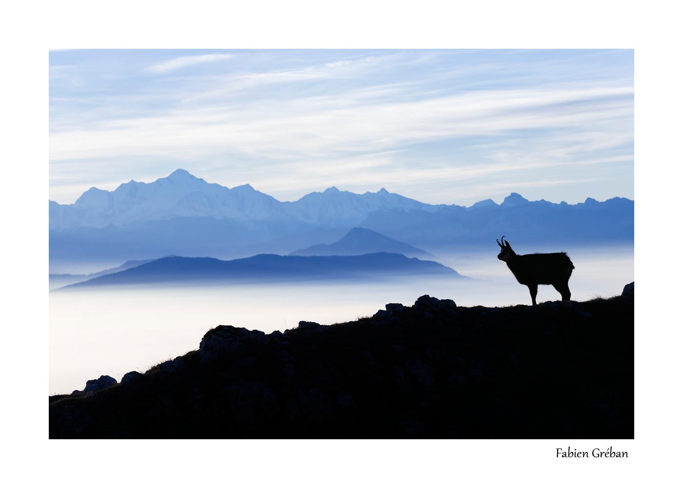 le chamois et le mont blanc