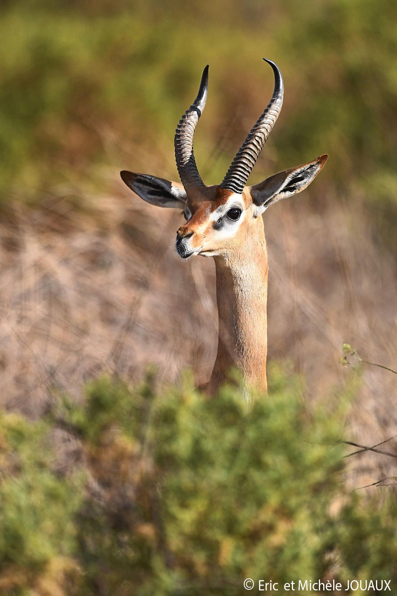 Samburu - gerenuk : une des espèces endémiques du nord Kenya