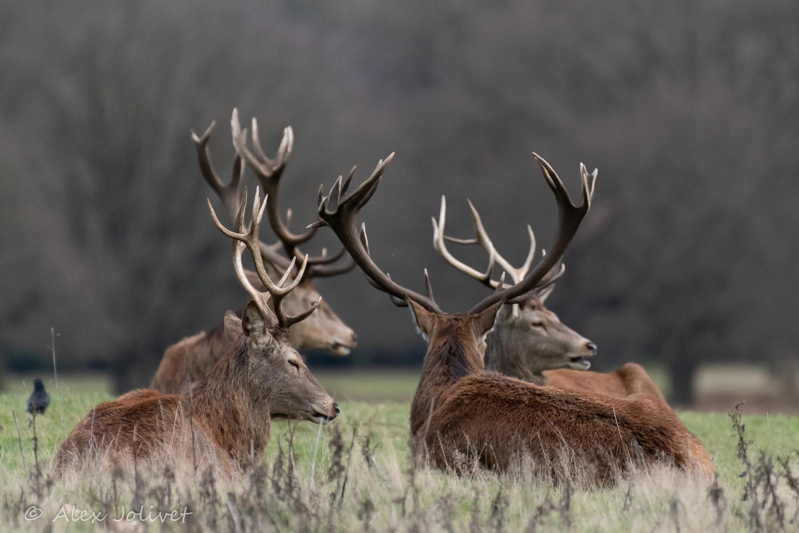 Richmond Park