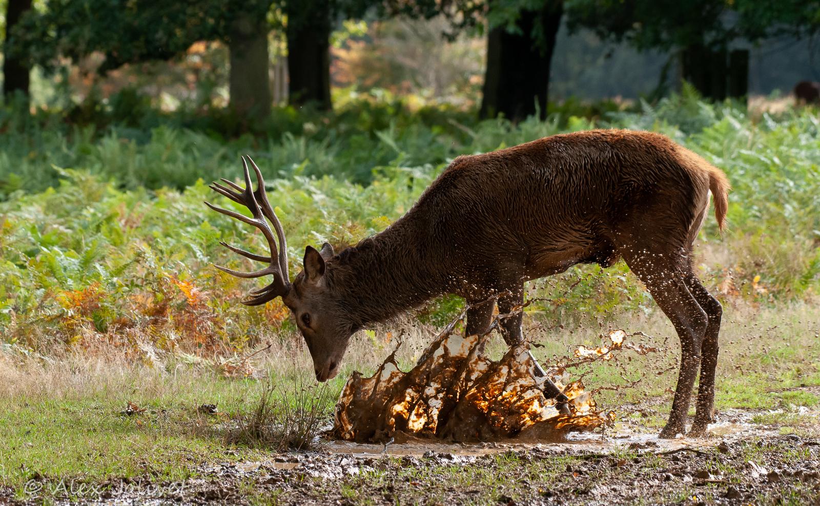 Richmond Park