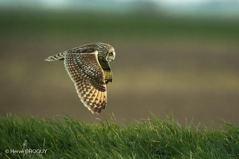 Hibou des marais.