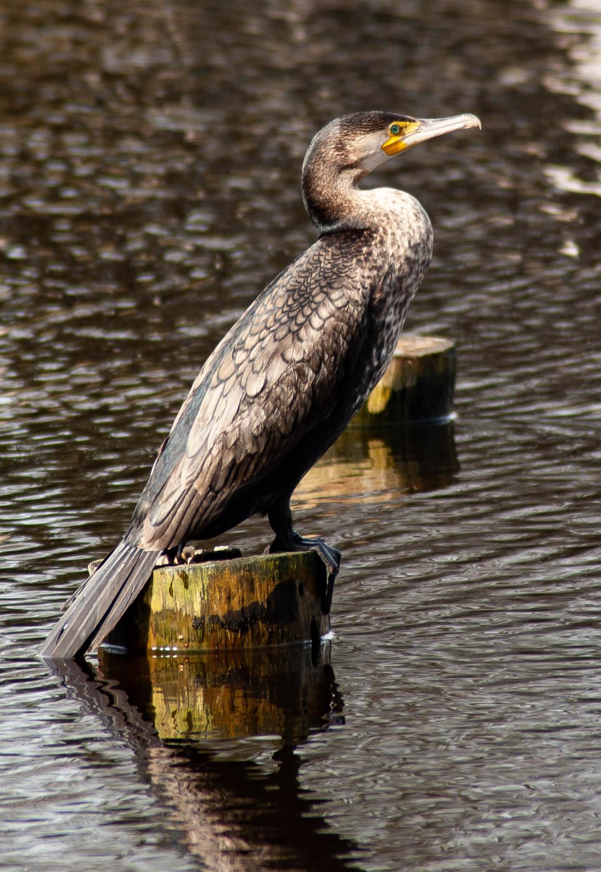 Cormoran