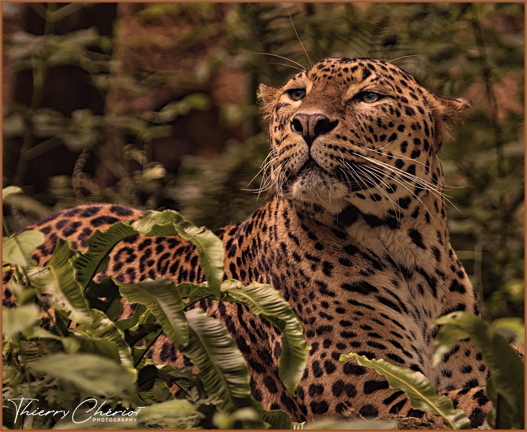 Fier Léopard, Hwange parc, Zimbabwe