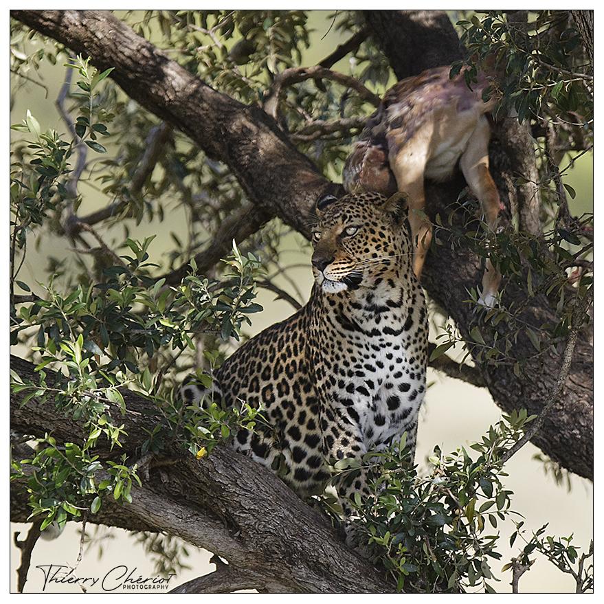 Léopard et Proie, Kenya