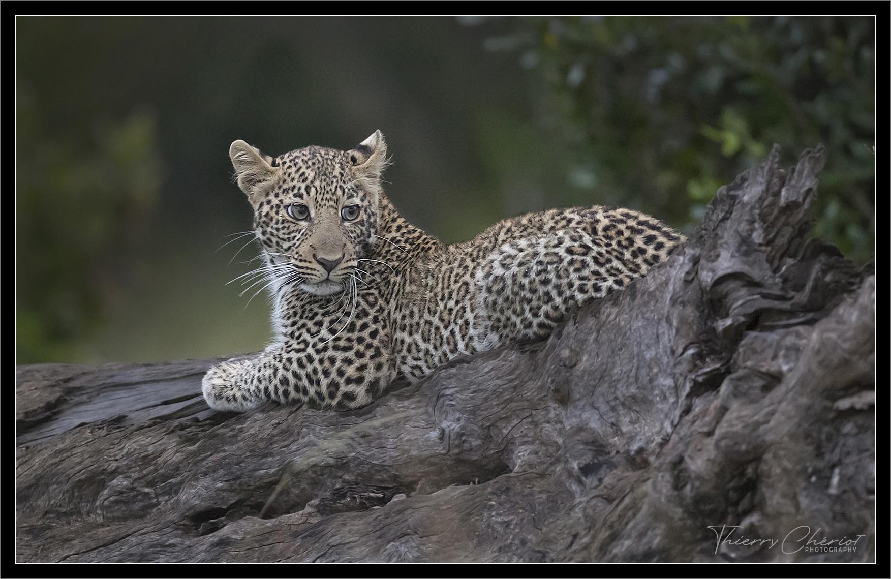 Léopard juvénile, Kenya