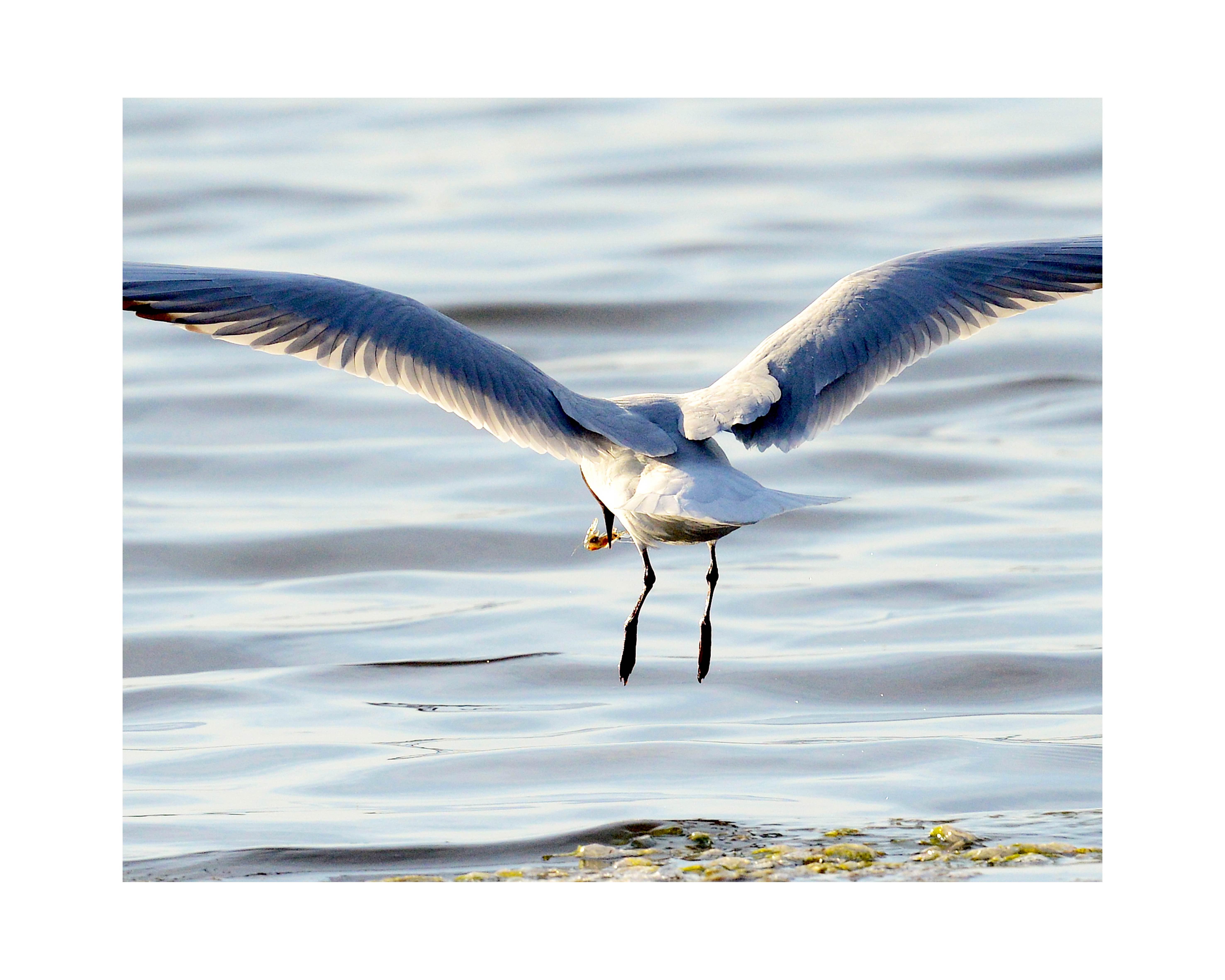 Mouette rieuse et sa crevette