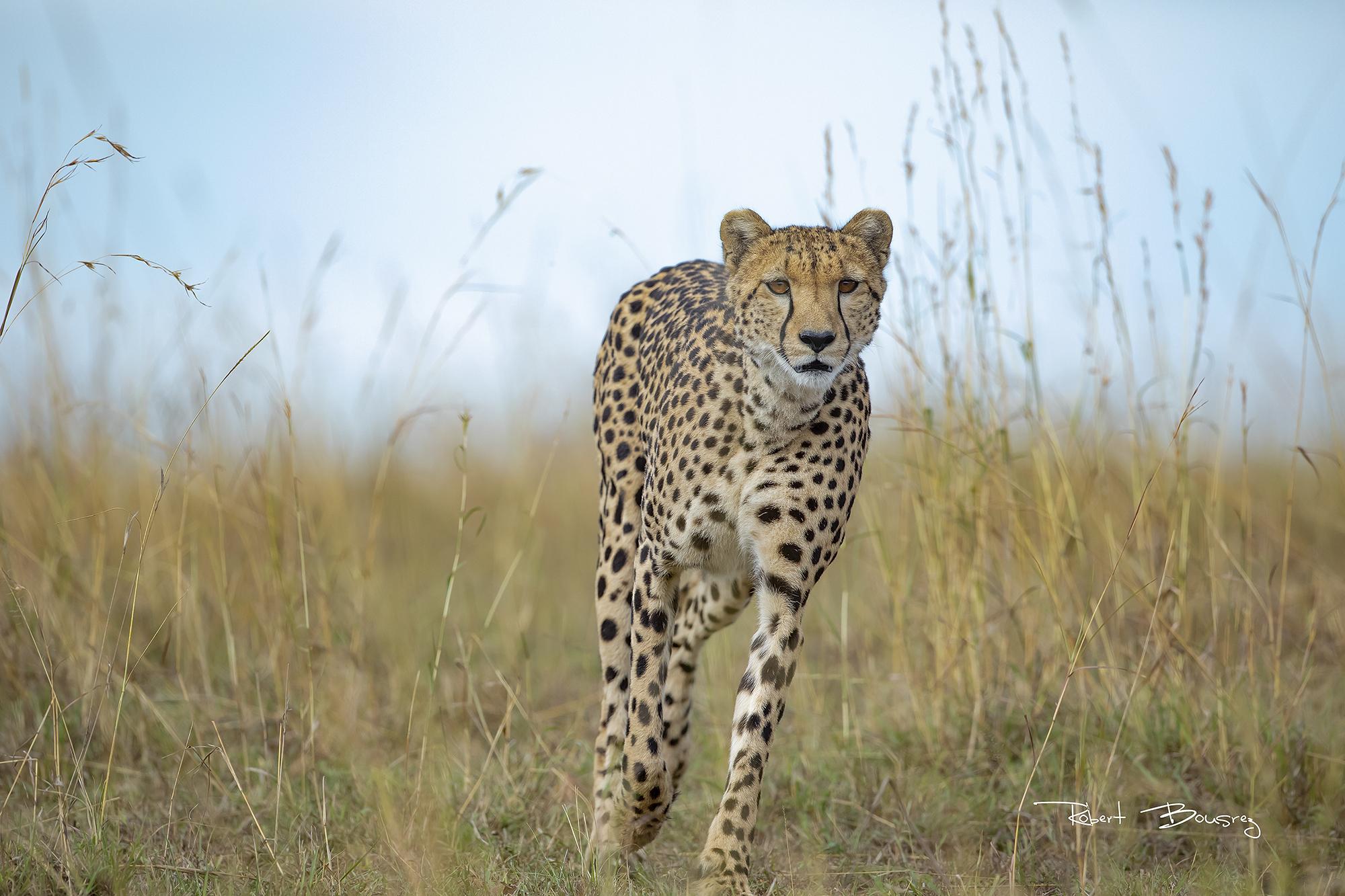 safari-Massai-mara-Guêpar