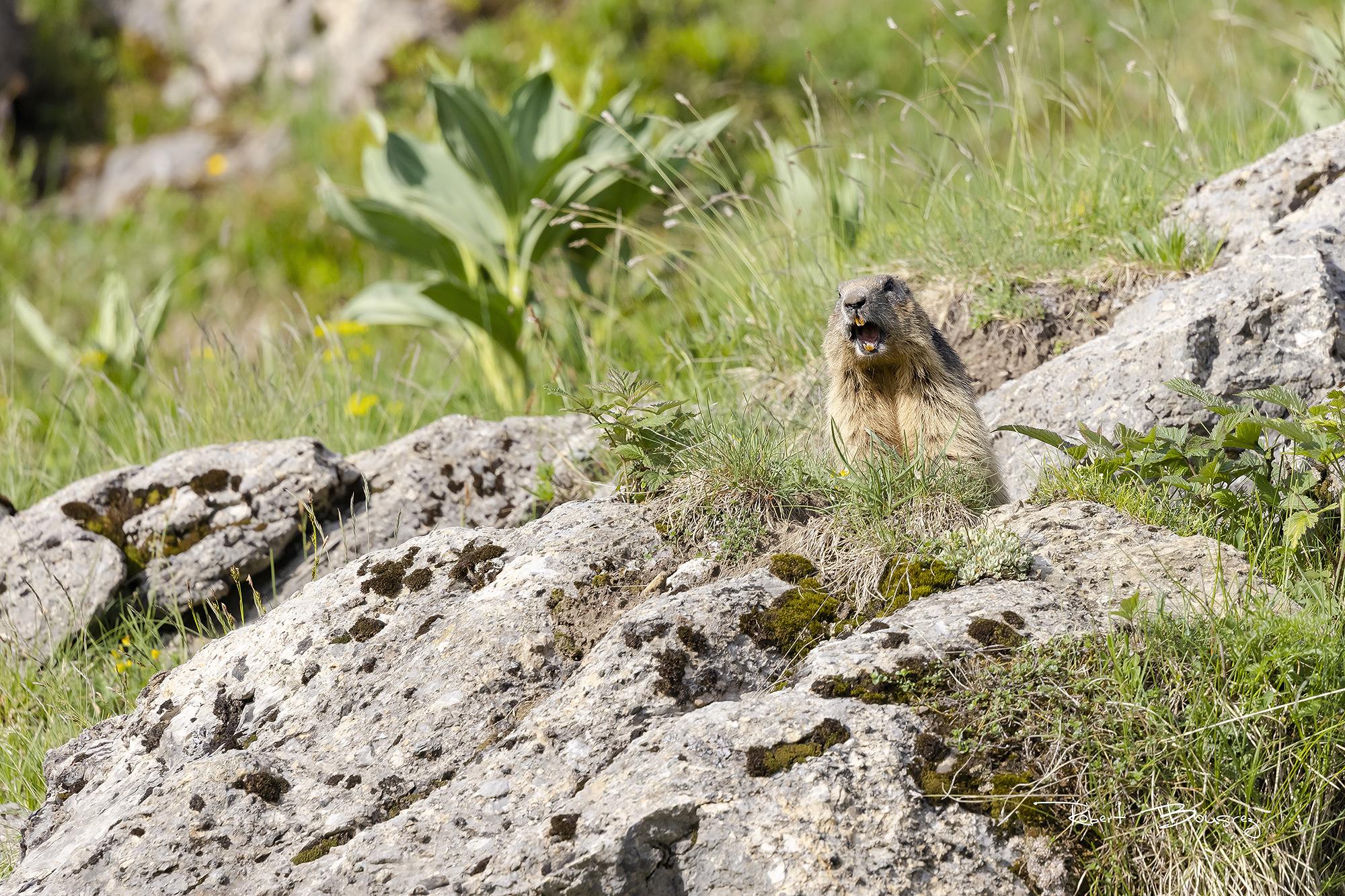 la mascotte de la haute savoie