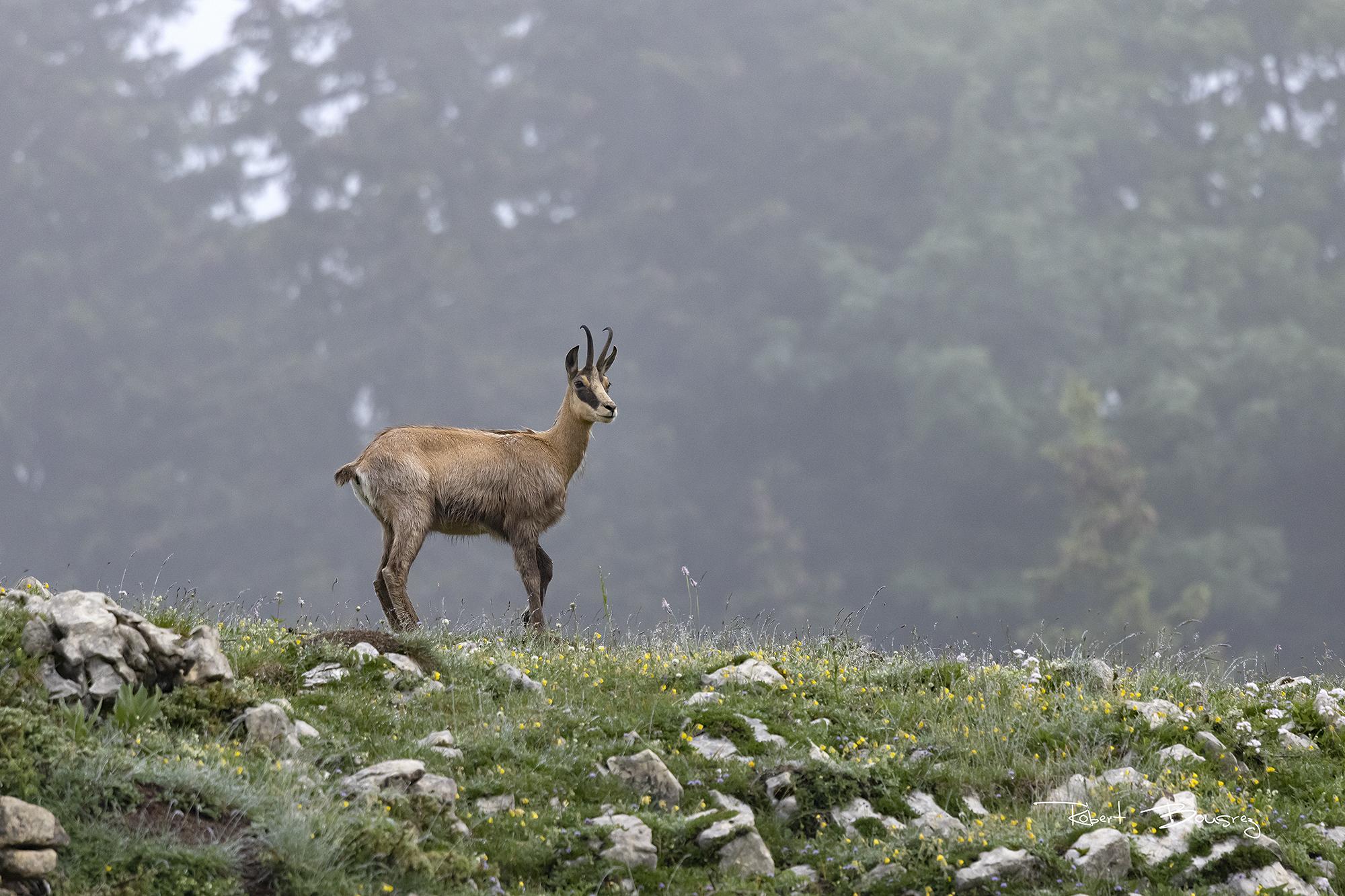 Chamois-il faut aller les chercher.