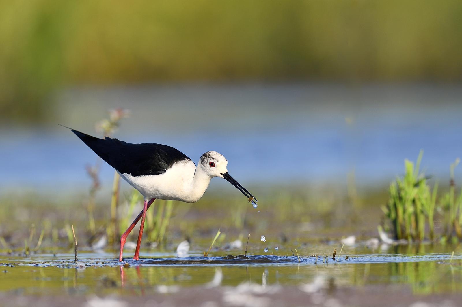 Echasse blanche à la pèche 