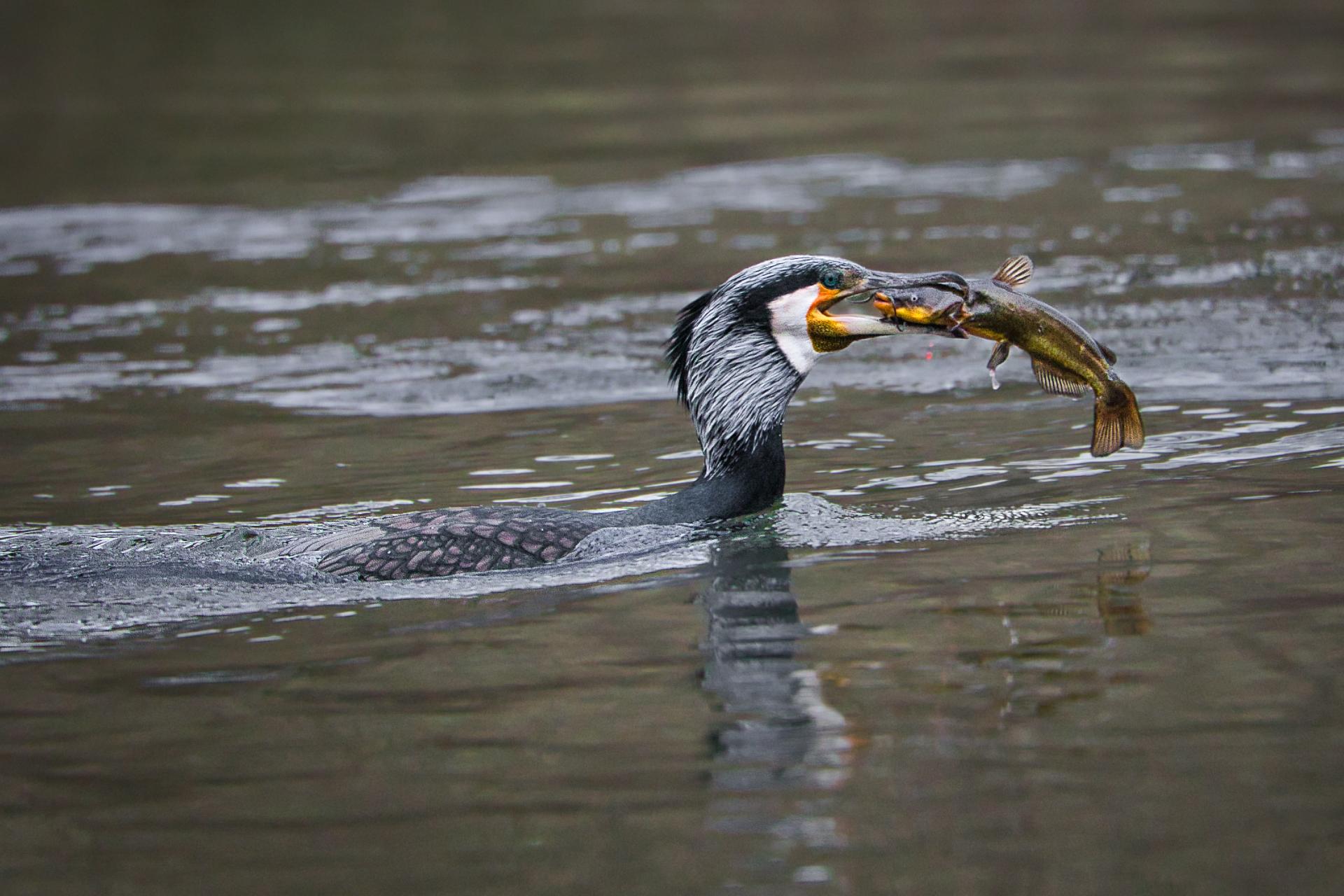 La pêche du Cormoran