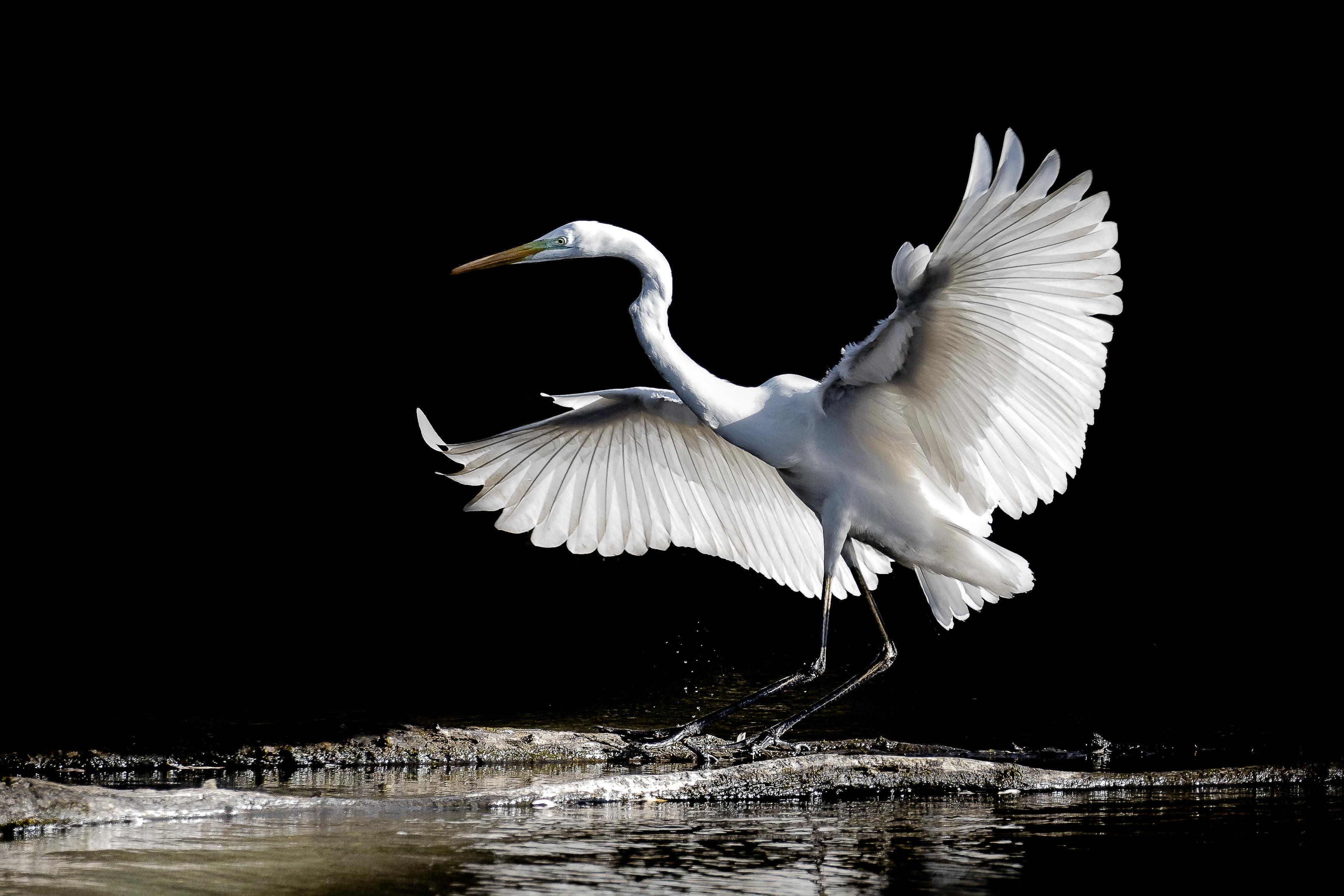 Grande Aigrette à l'atterrissage