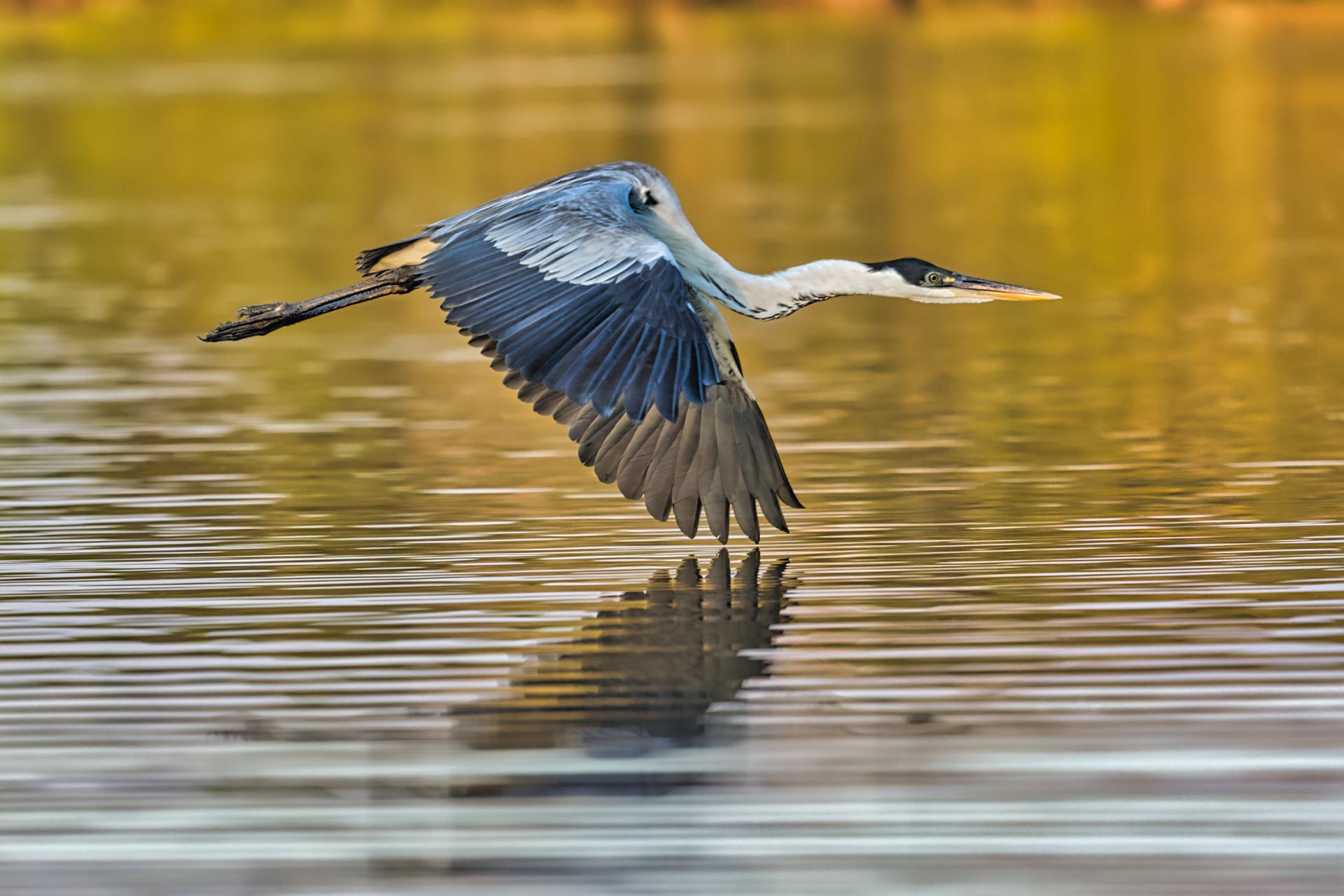 heron