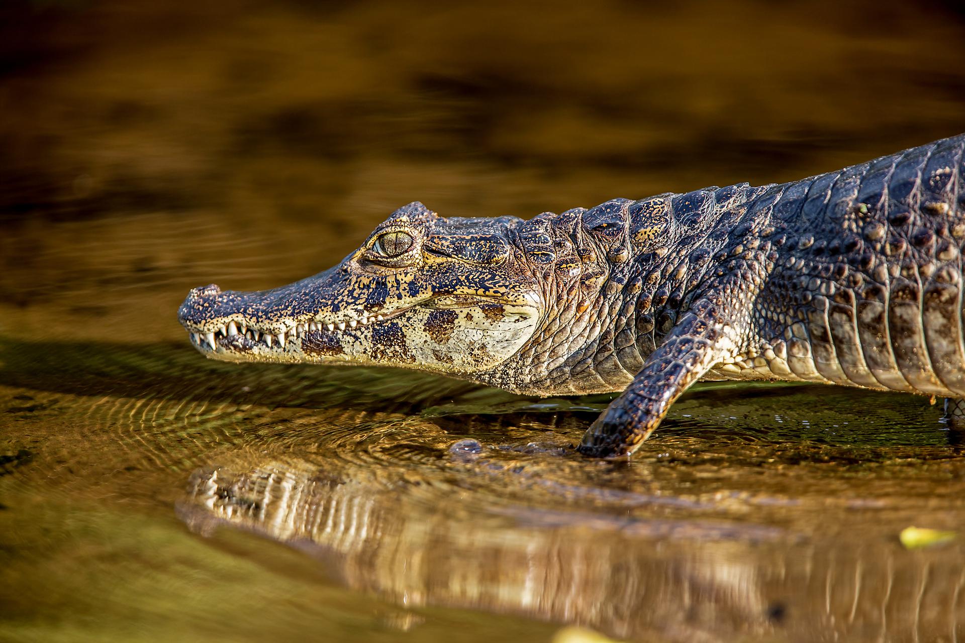 caiman