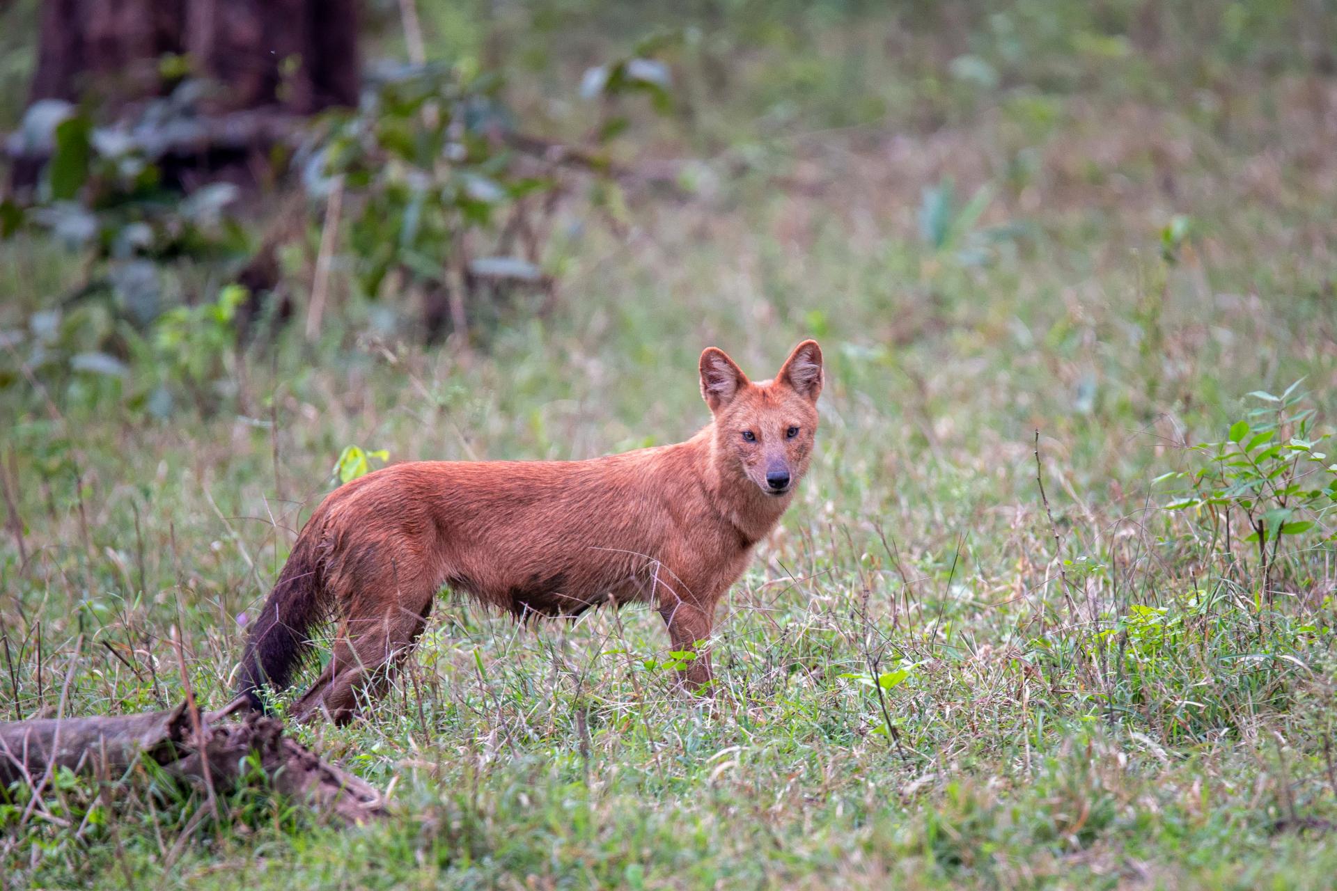 Dhole