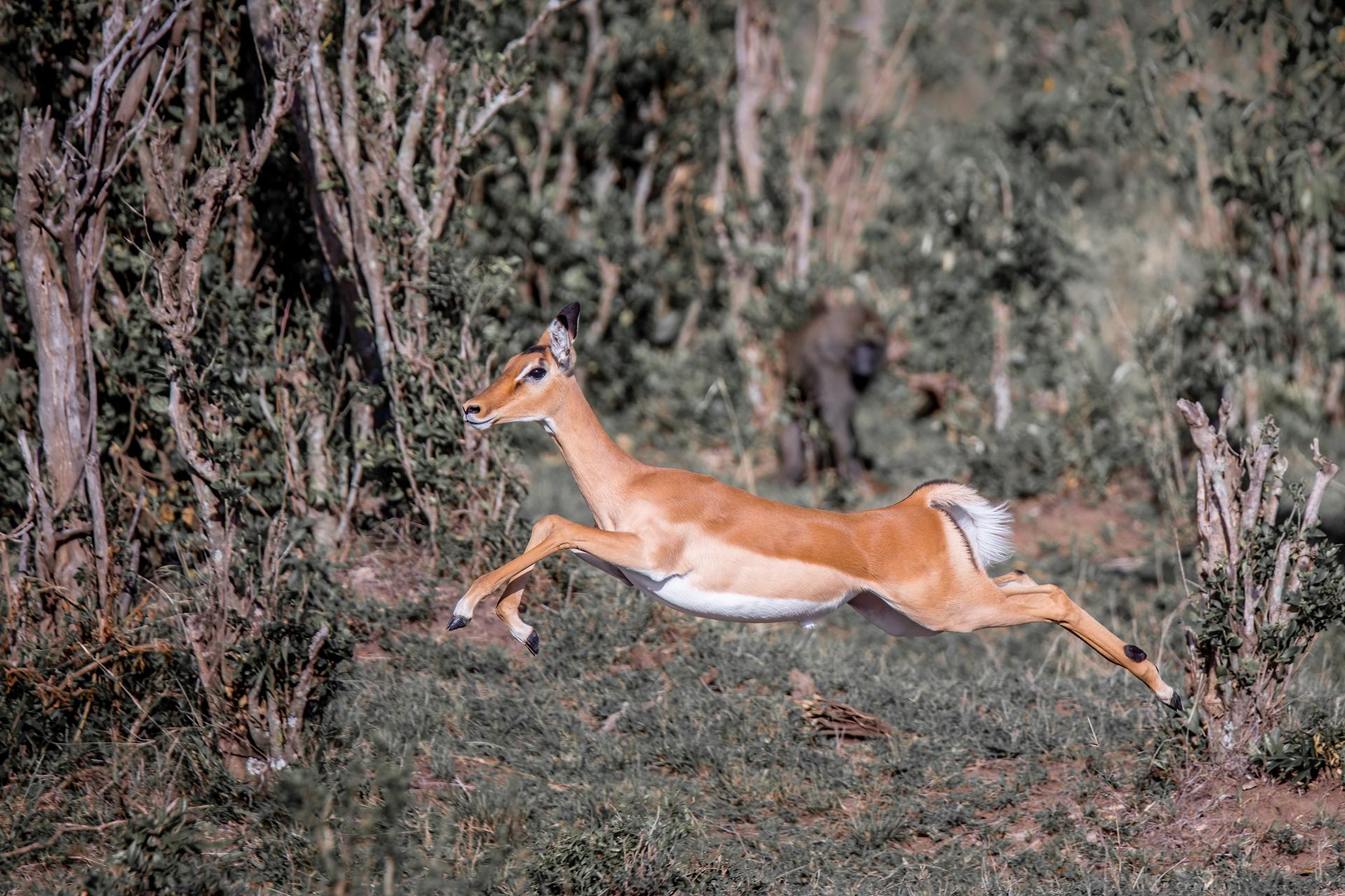 Impala