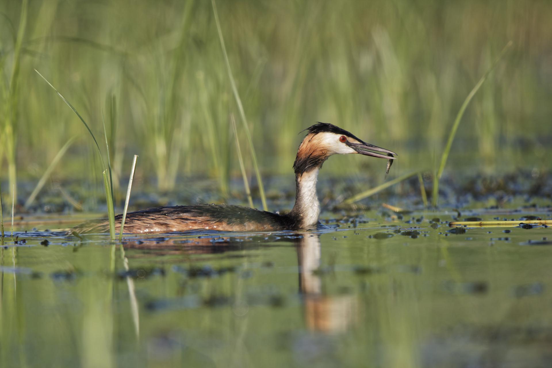 grebe