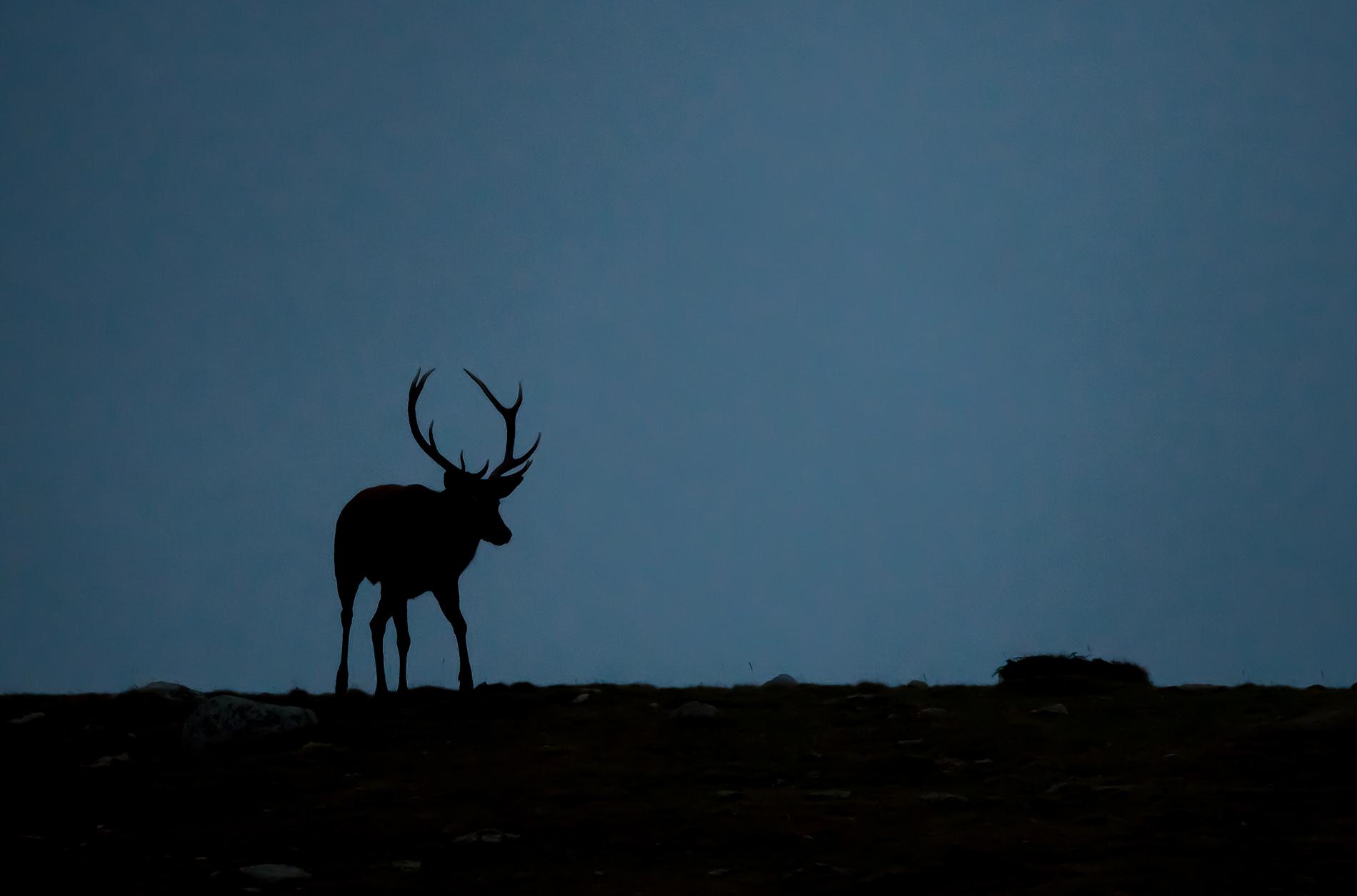 Cerf Pyrénéen