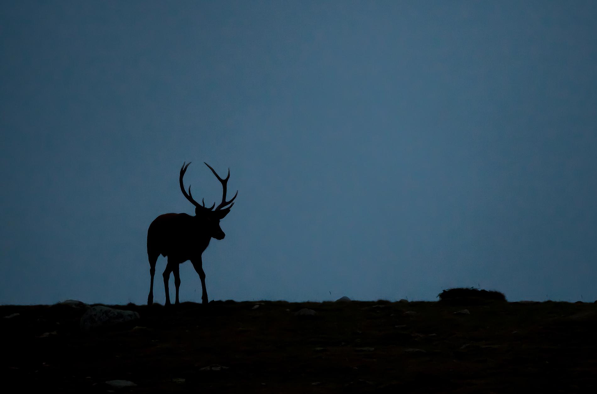 Cerf Pyrénéen