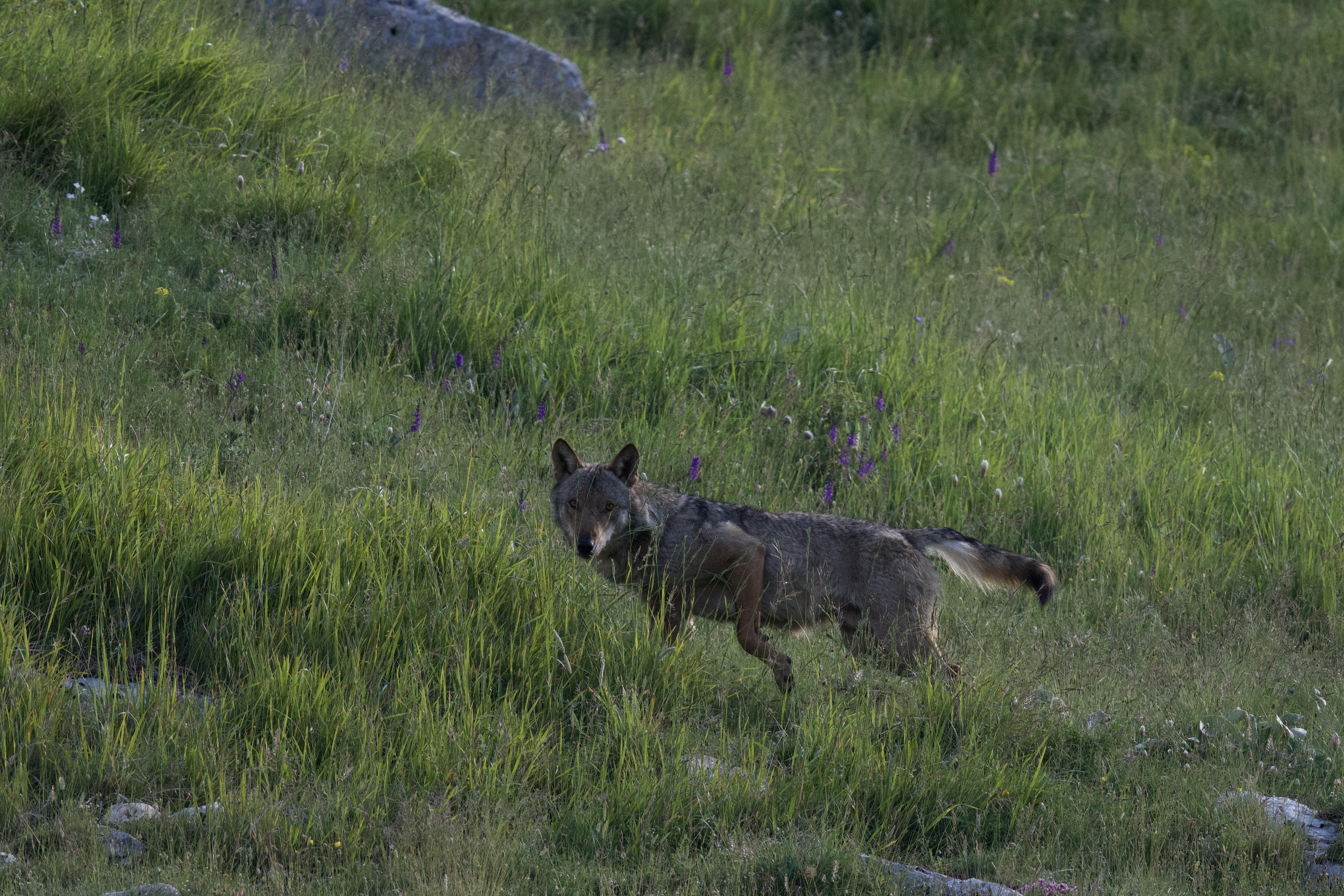 Loup Abruzzes