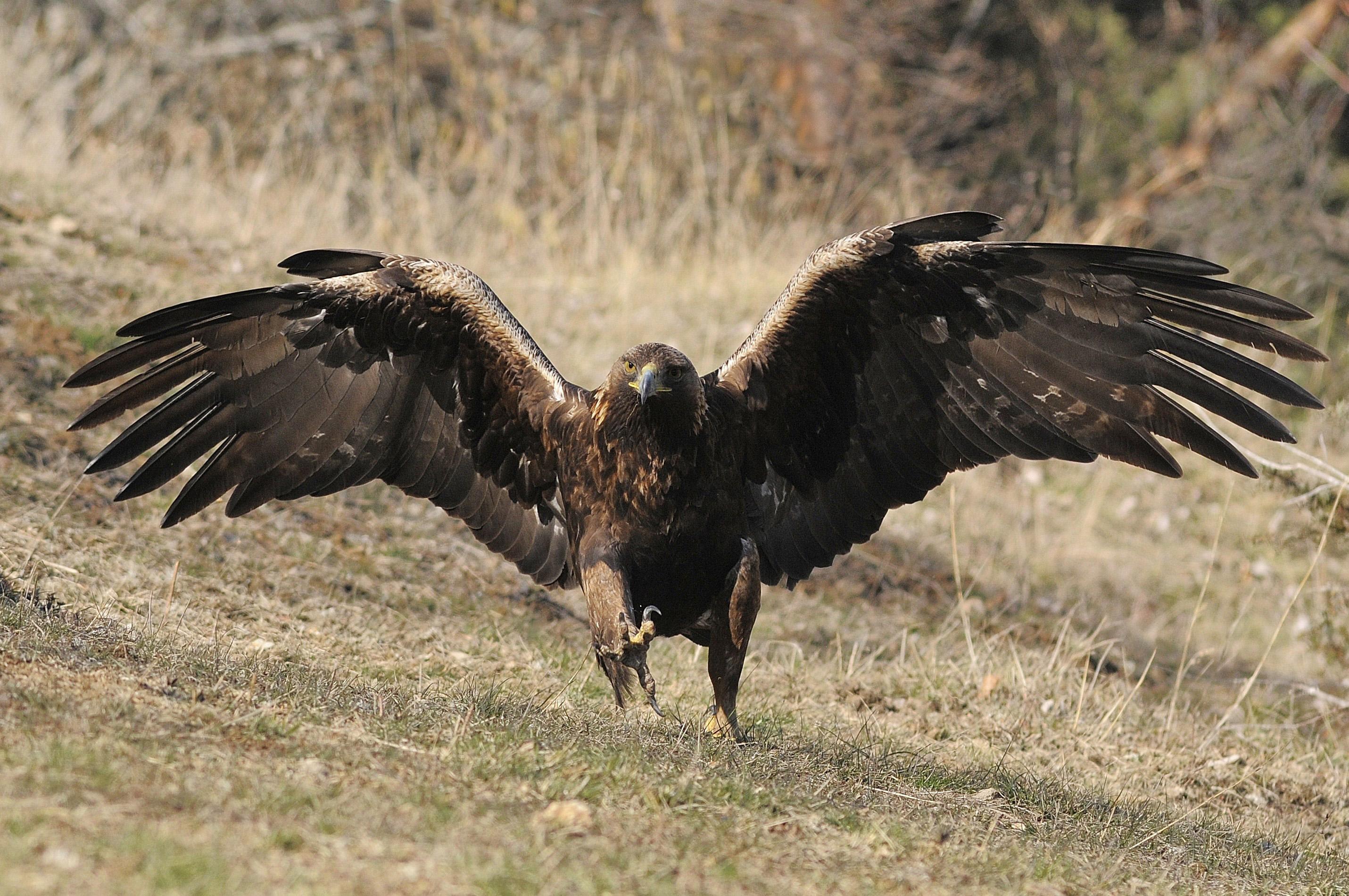 Aigle royal à l'affût