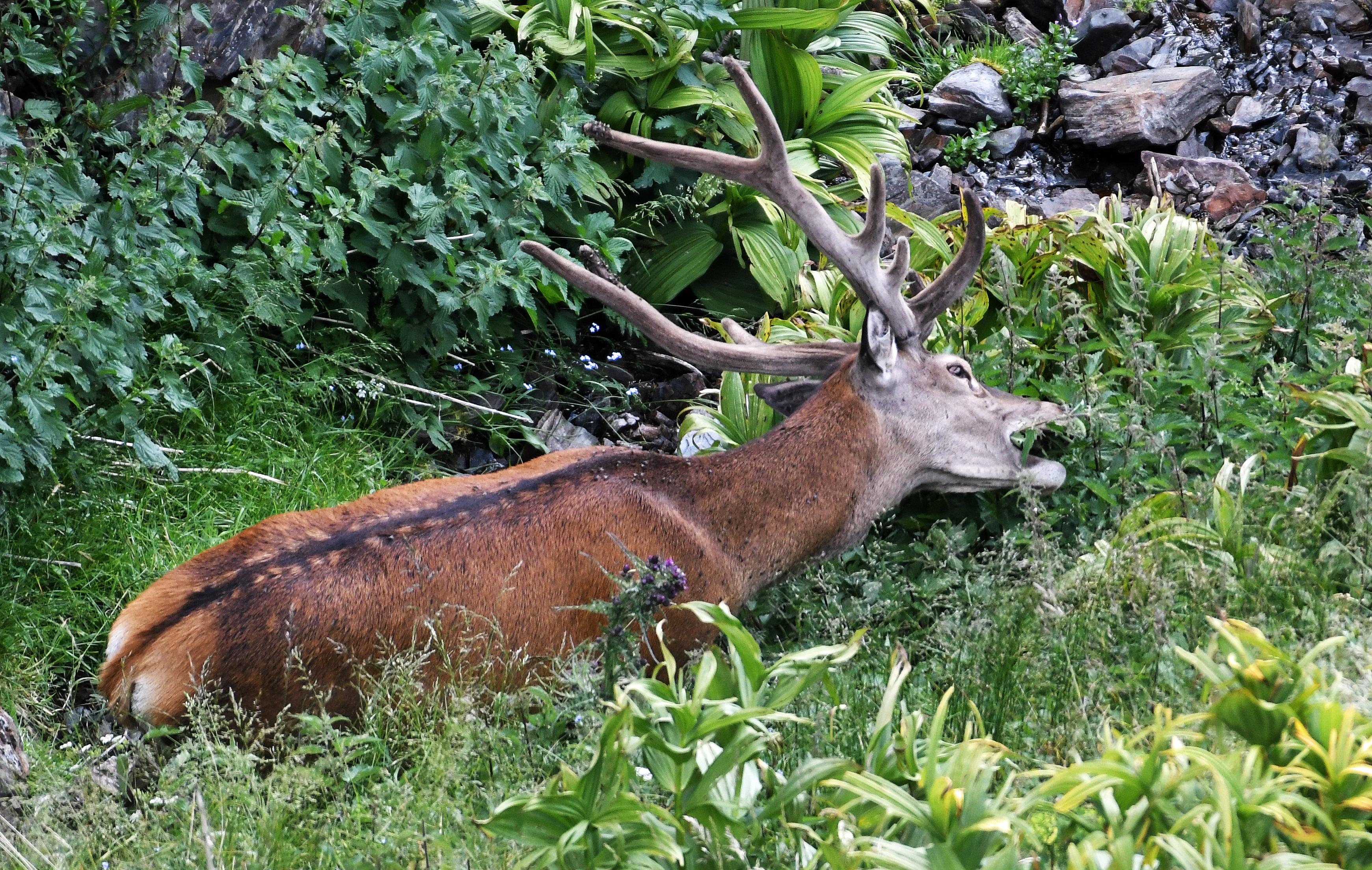 Cerf en velours gourmand - Haute Cerdagne (PO)