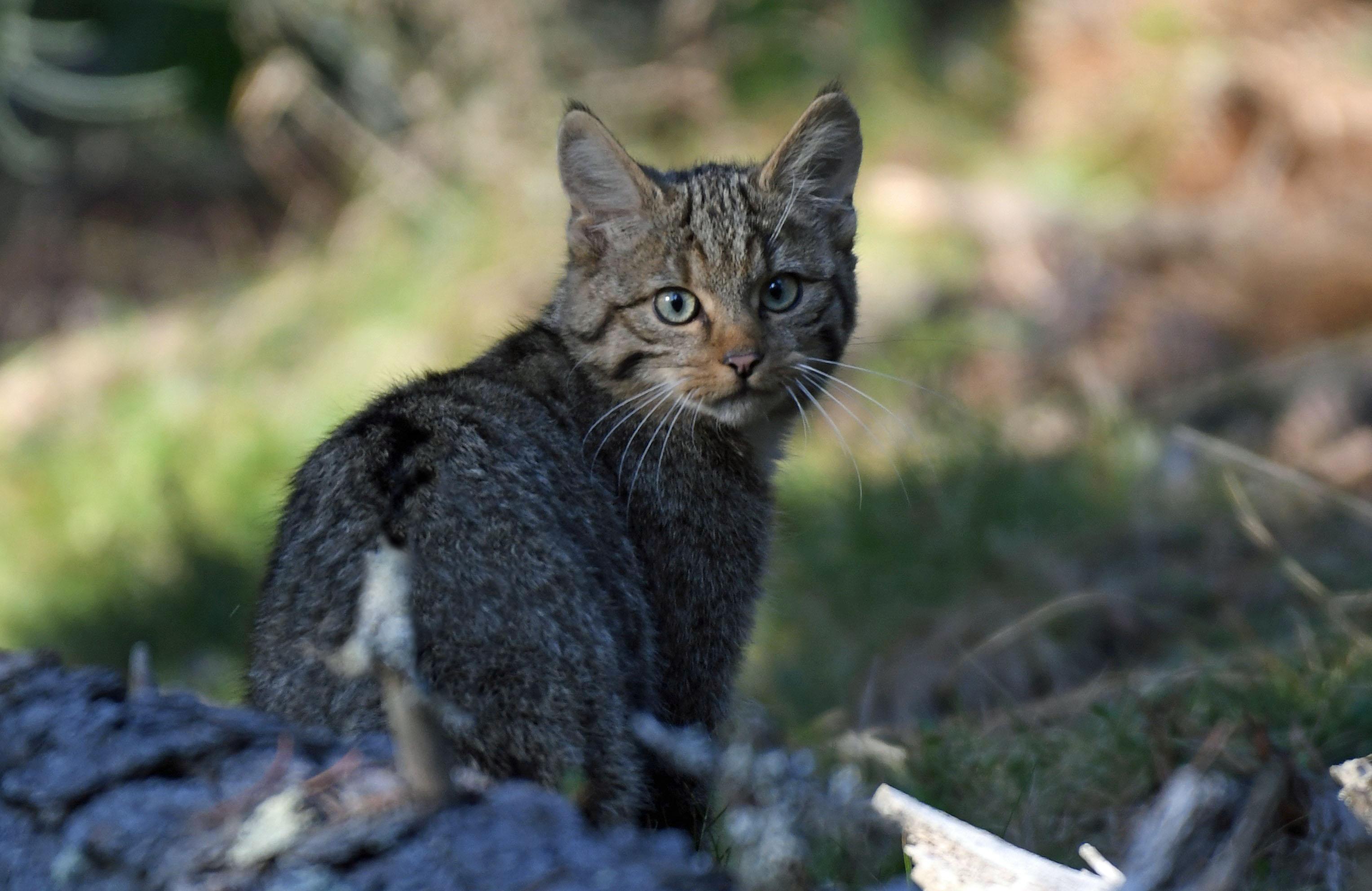 Chat forestier - Capcir (PO)