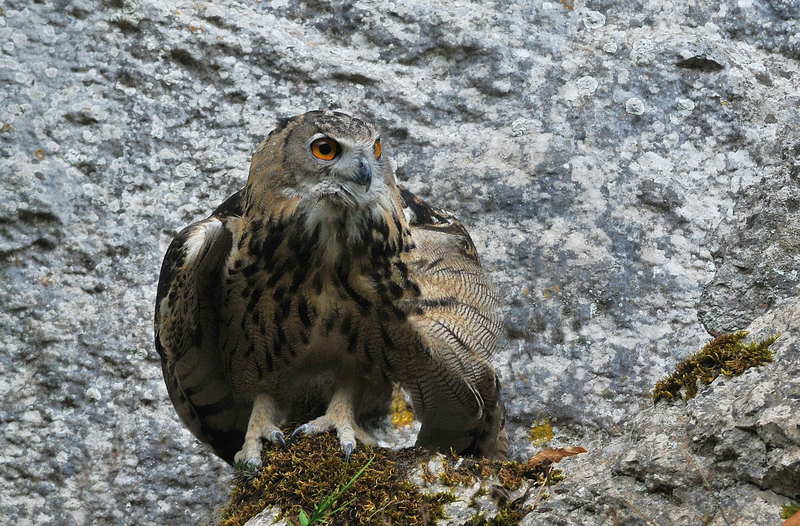 Hibou grand-duc - Gorges de l'Aude