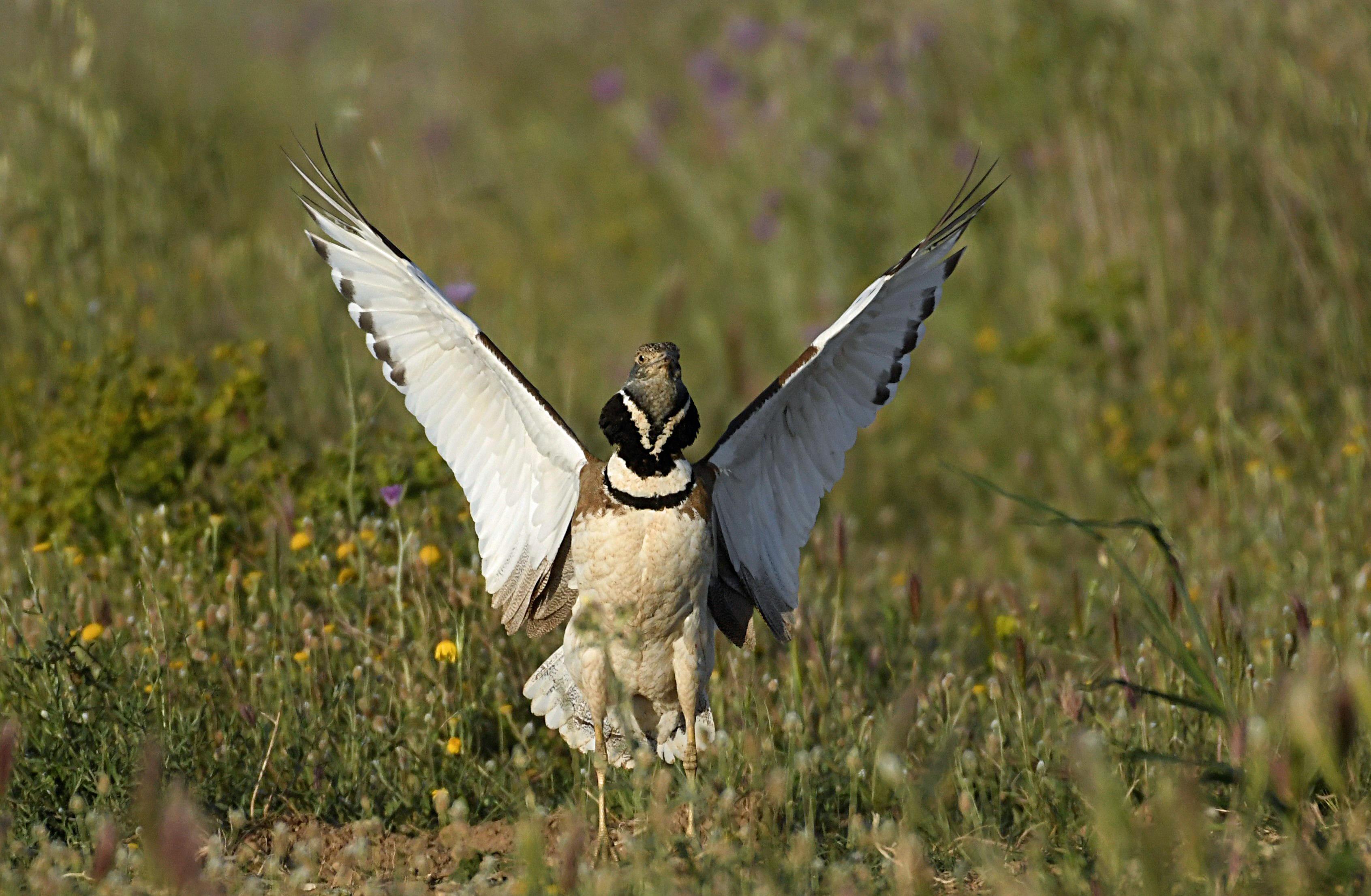 Outarde canepetière -Plaine du Roussillon (PO)