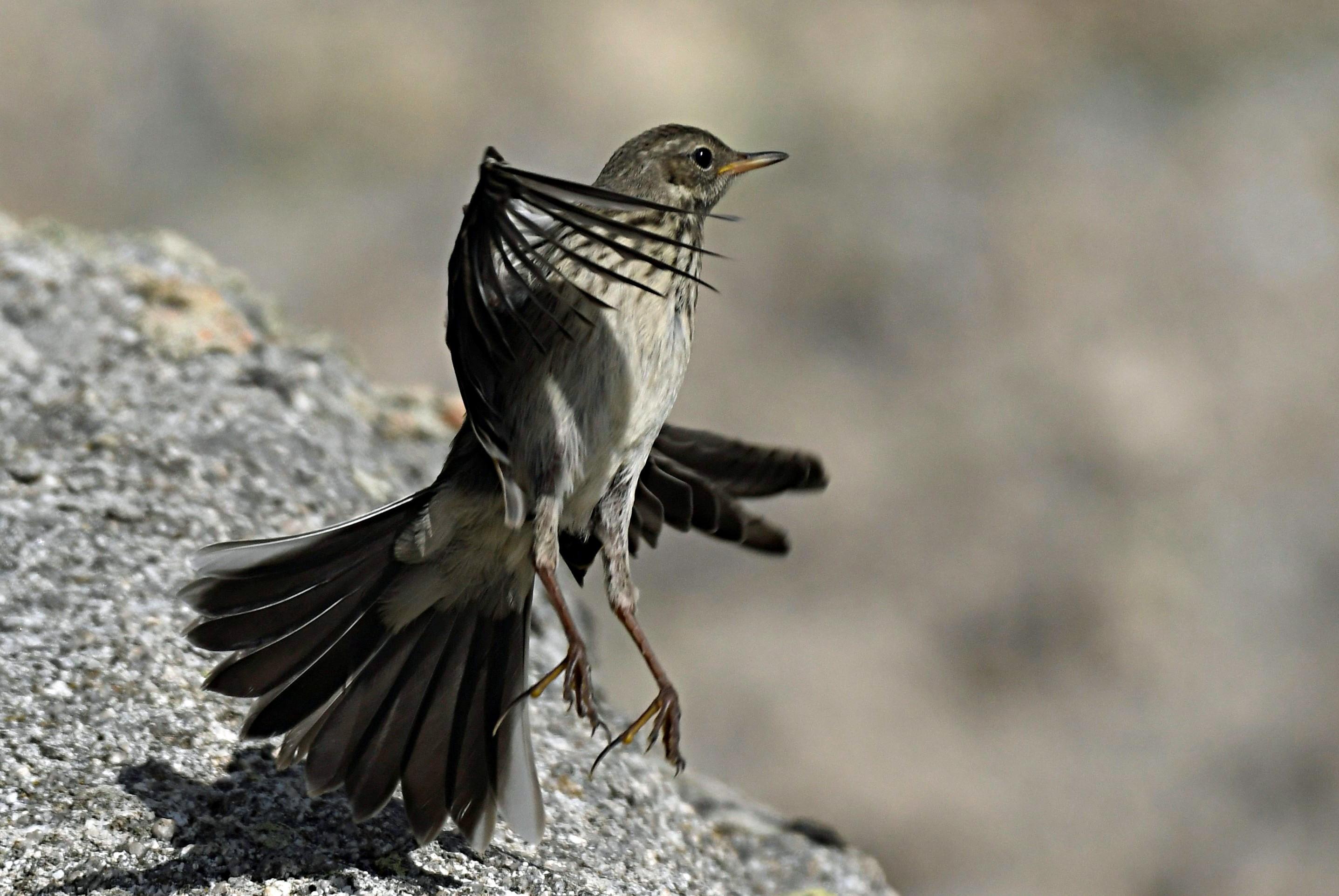 Pipit farlouse - Pic du Costabonne (PO)