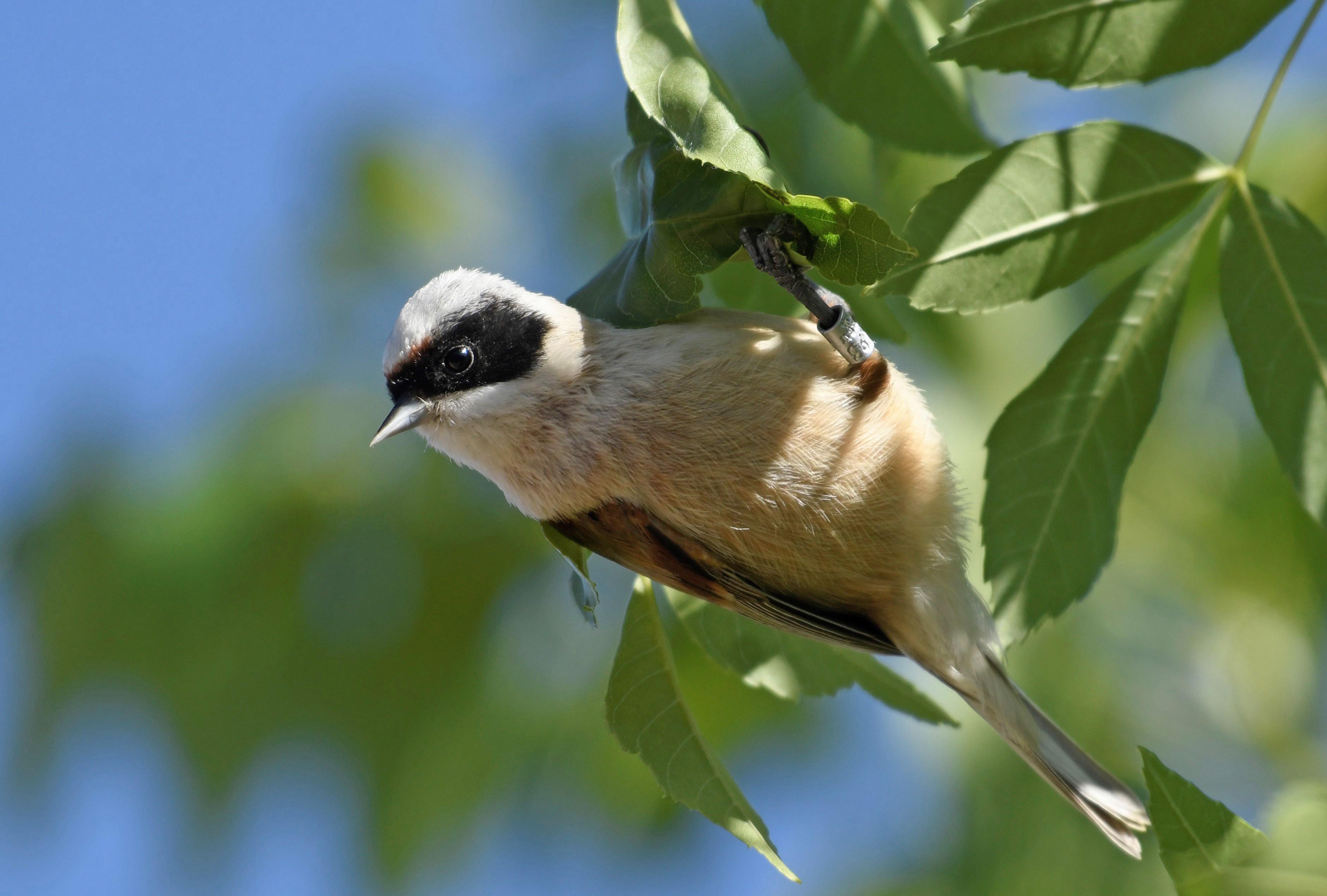 Rémiz penduline - Lérida (Espagne)