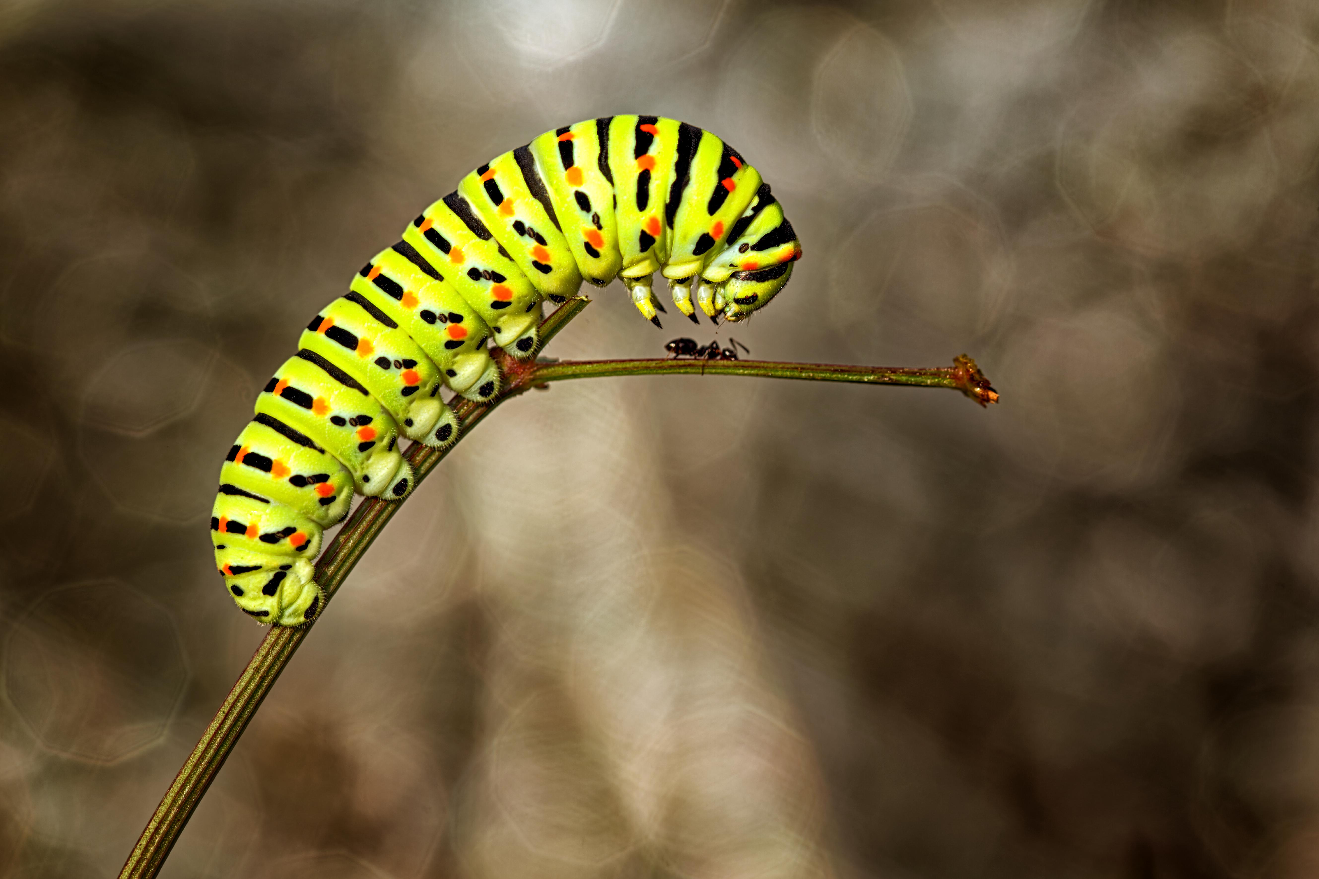 chenille de Machaon