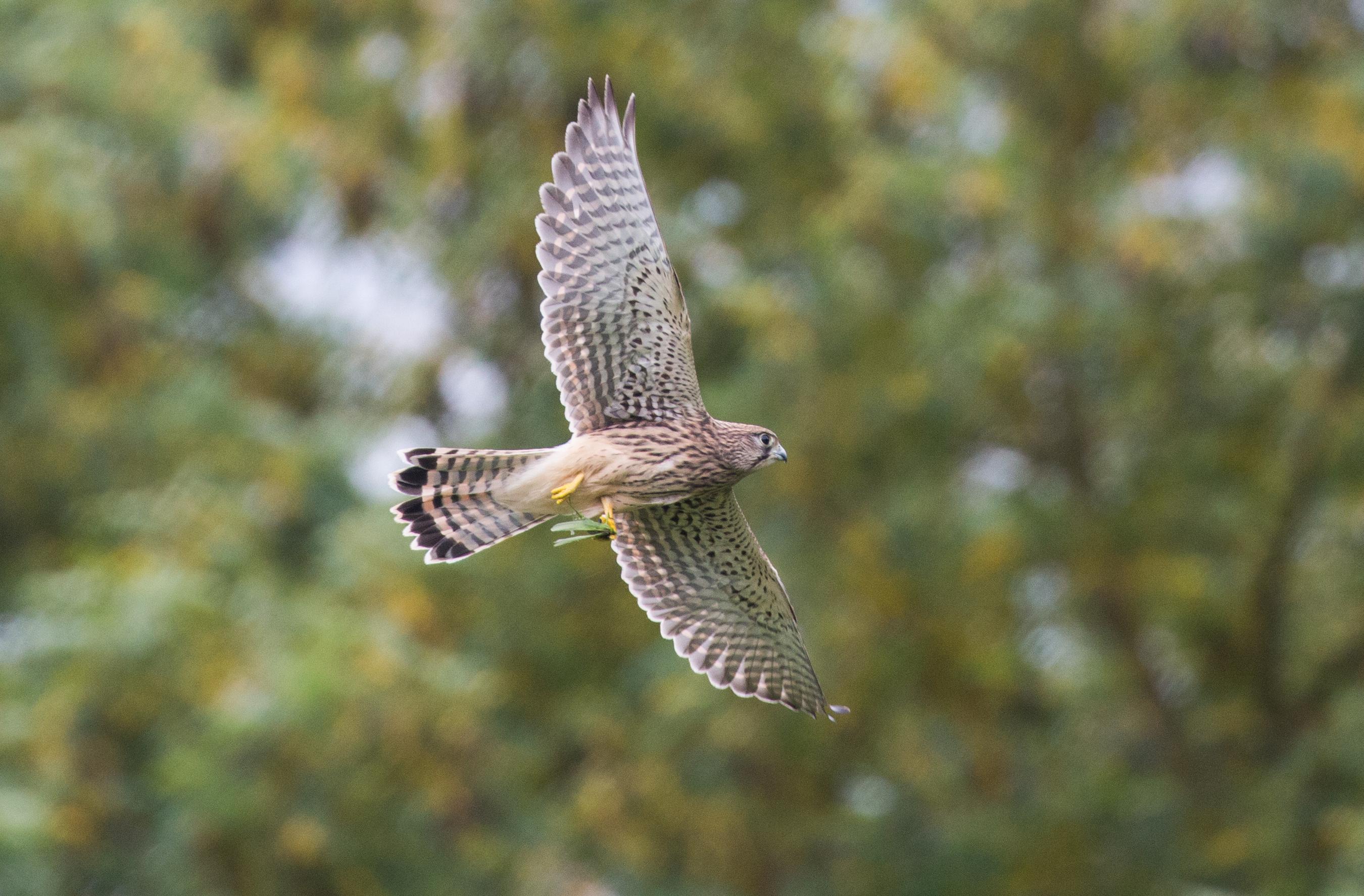 Première capture, Fauconneau crécerelle, Vincennes