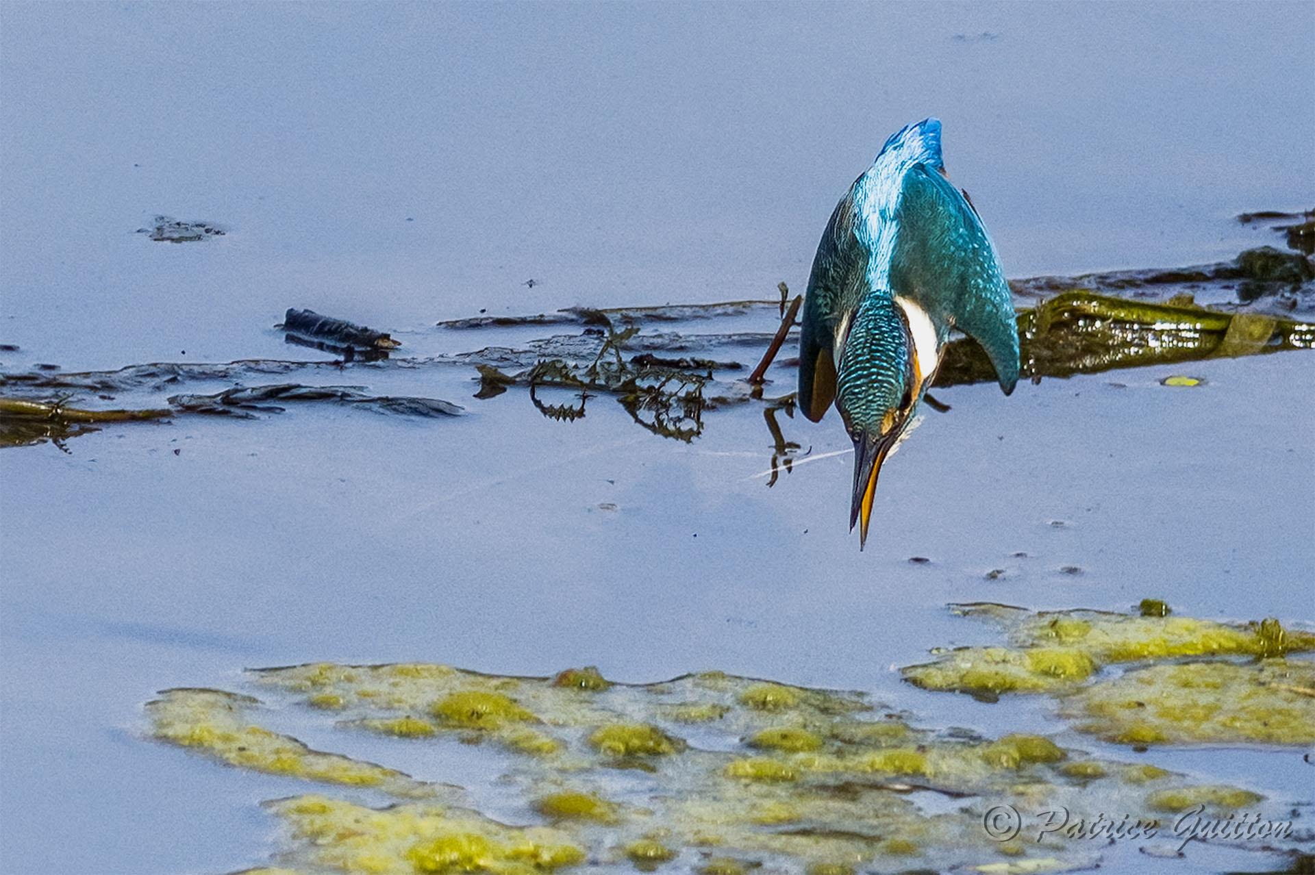 martin pecheur couleur bleue