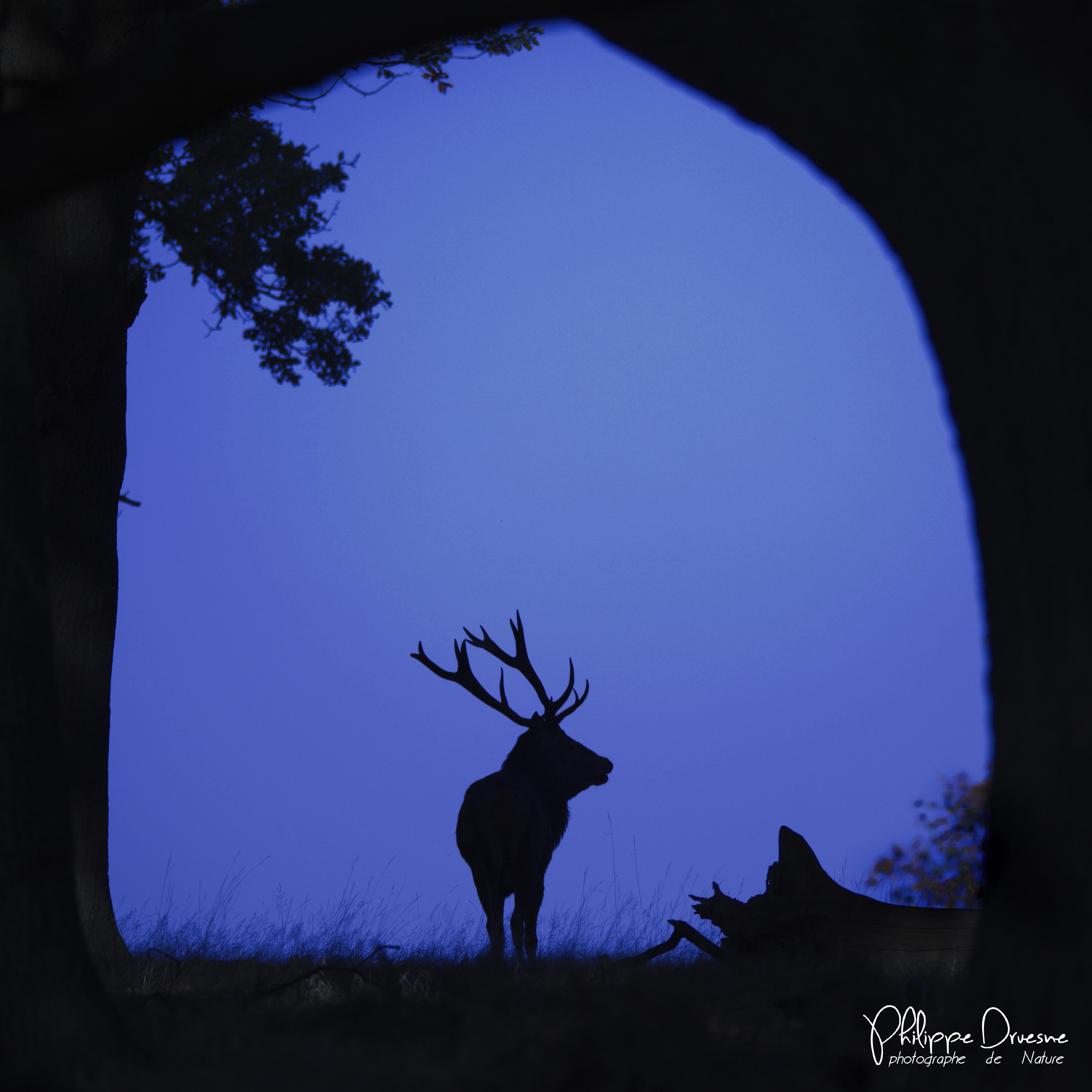 Cerf à l'heure bleu - Philippe Druesne