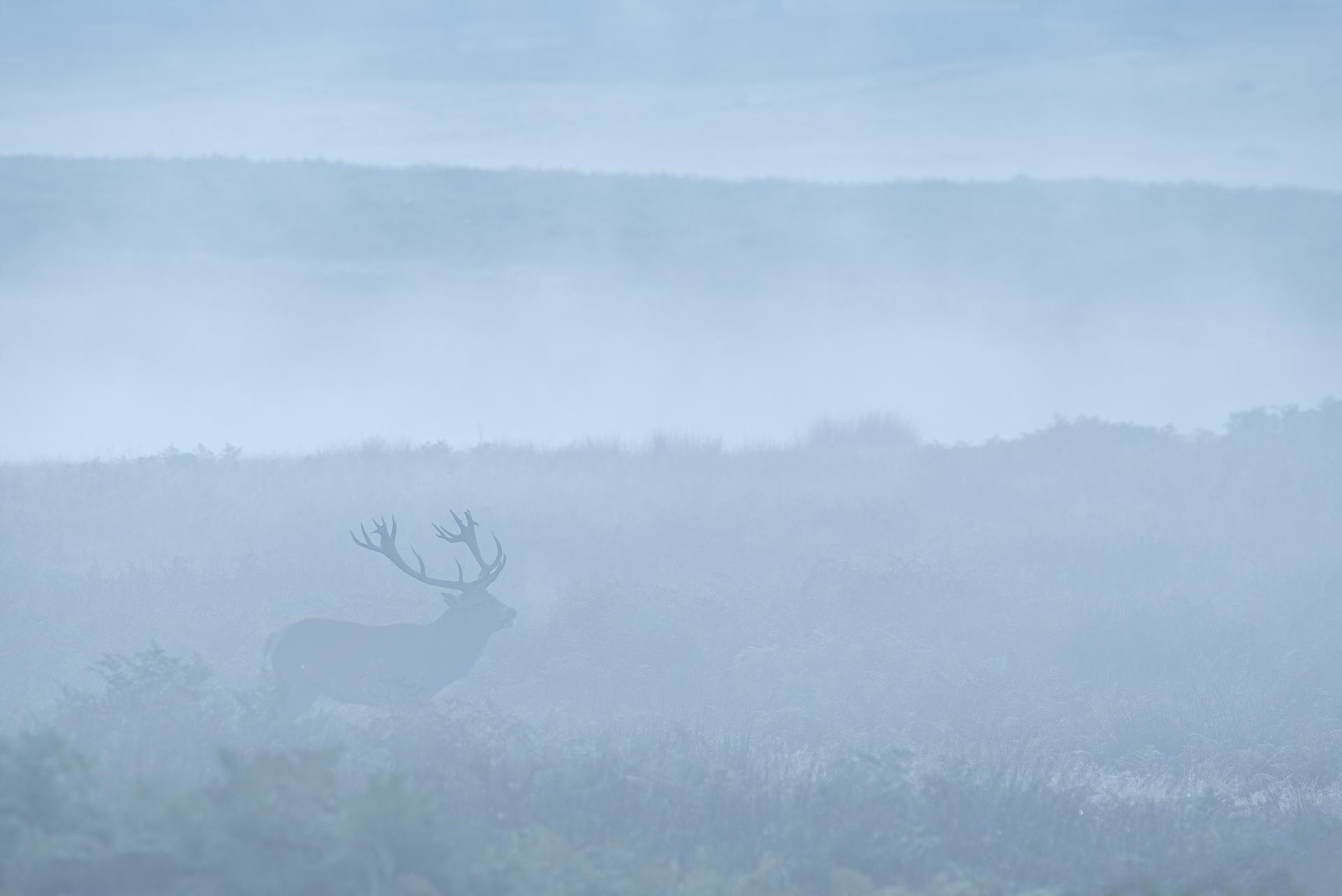 Cerf dans la brume