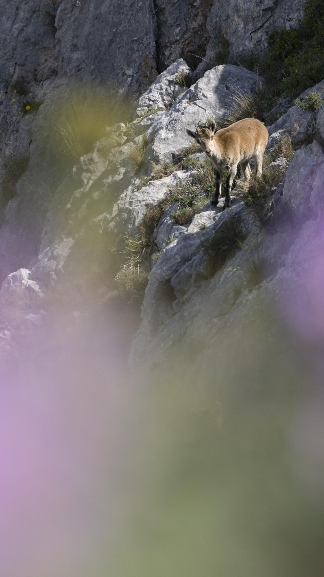 Jeune bouquetin ibérique