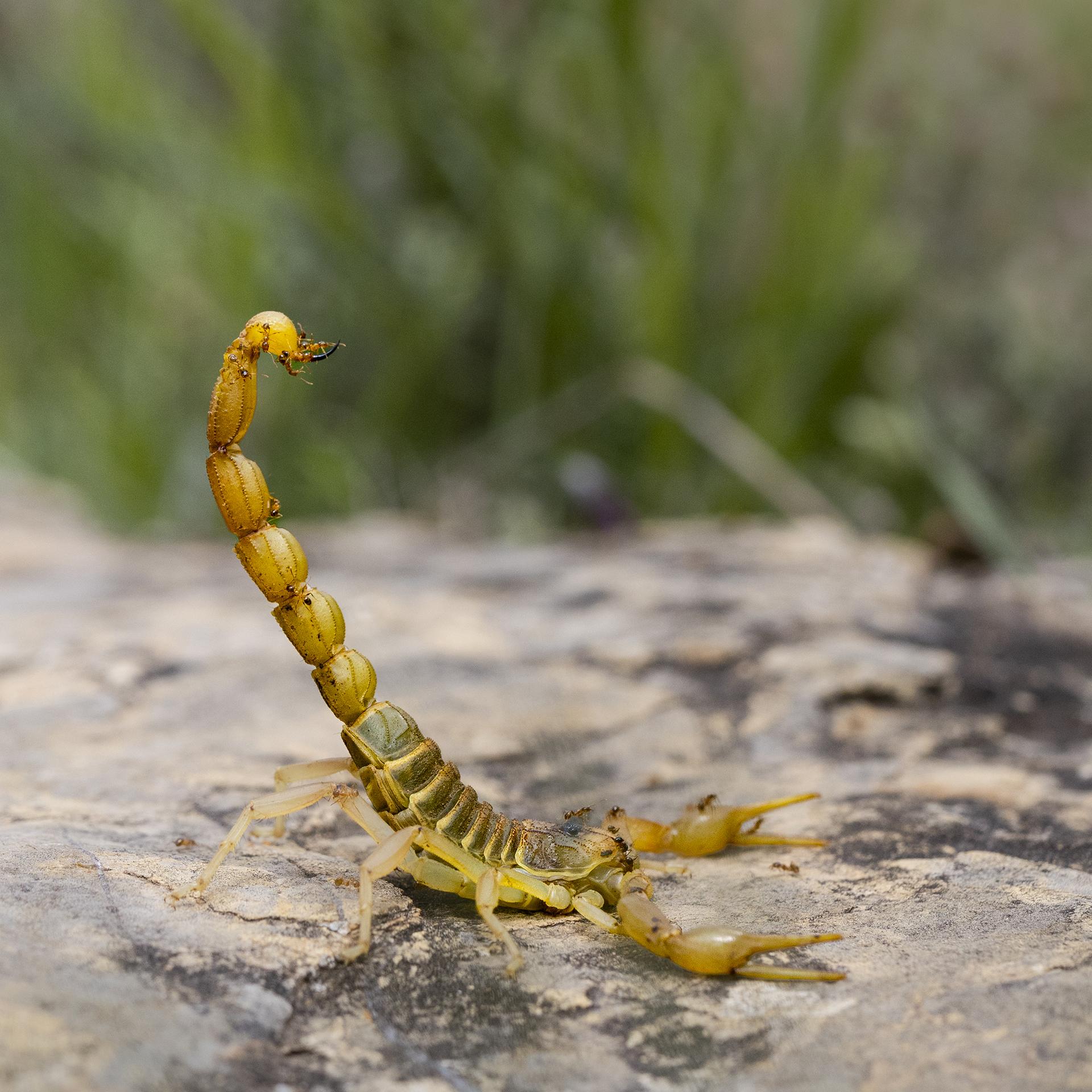 Scorpion buthus