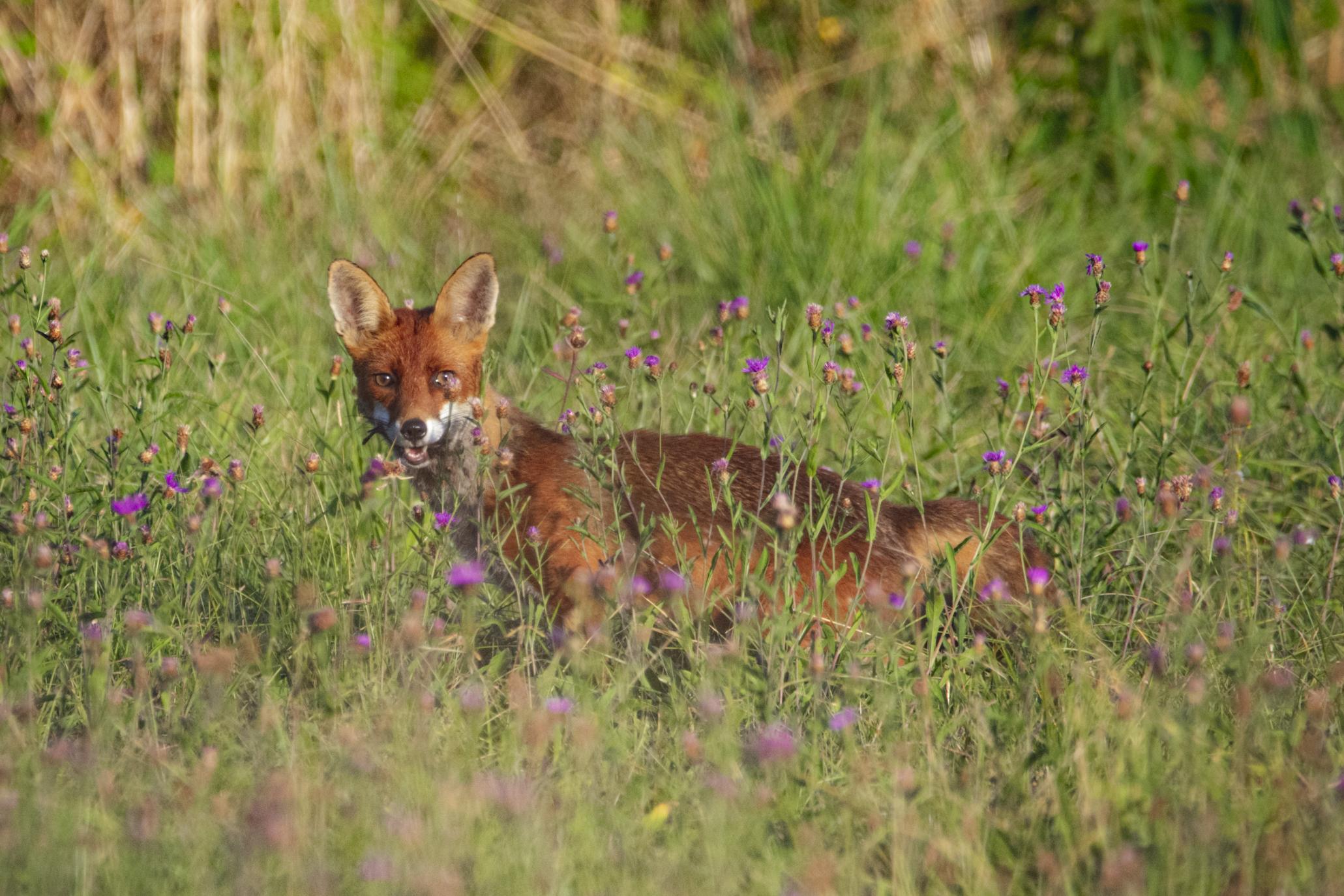 Renard avec sa proie 