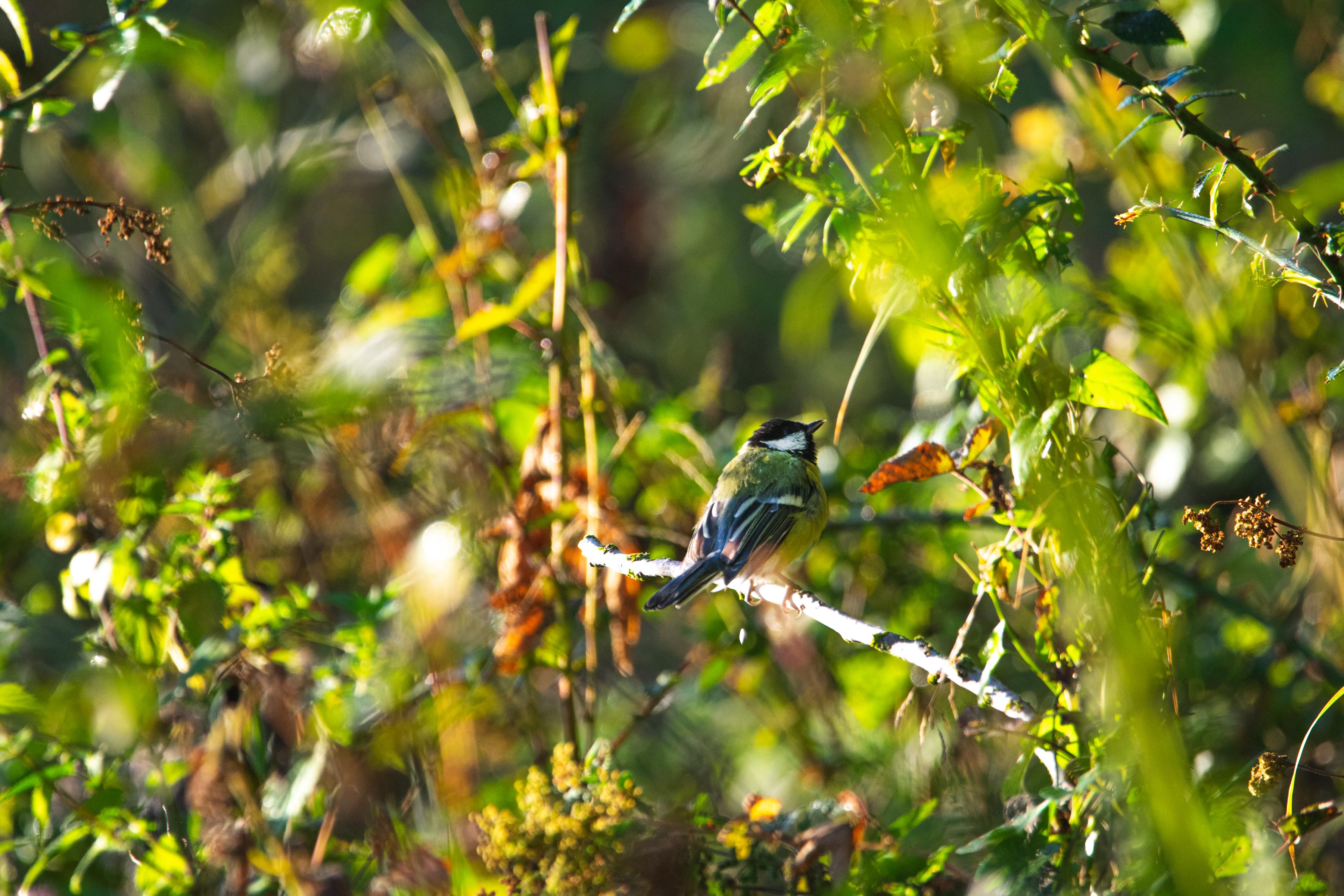 Mésange bleue 