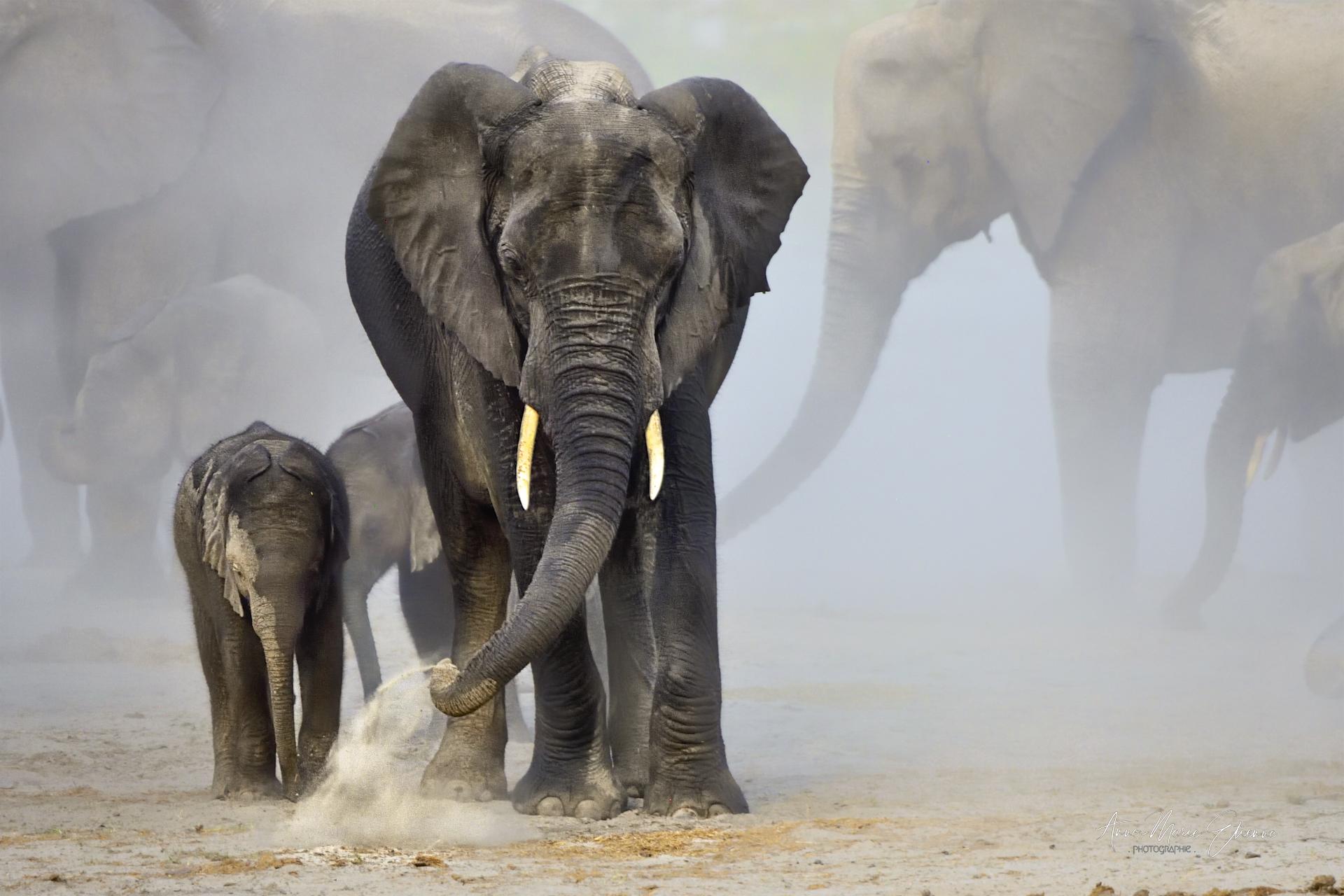 Bian de poussière sur les bords de la rivière Chobé, Botswana