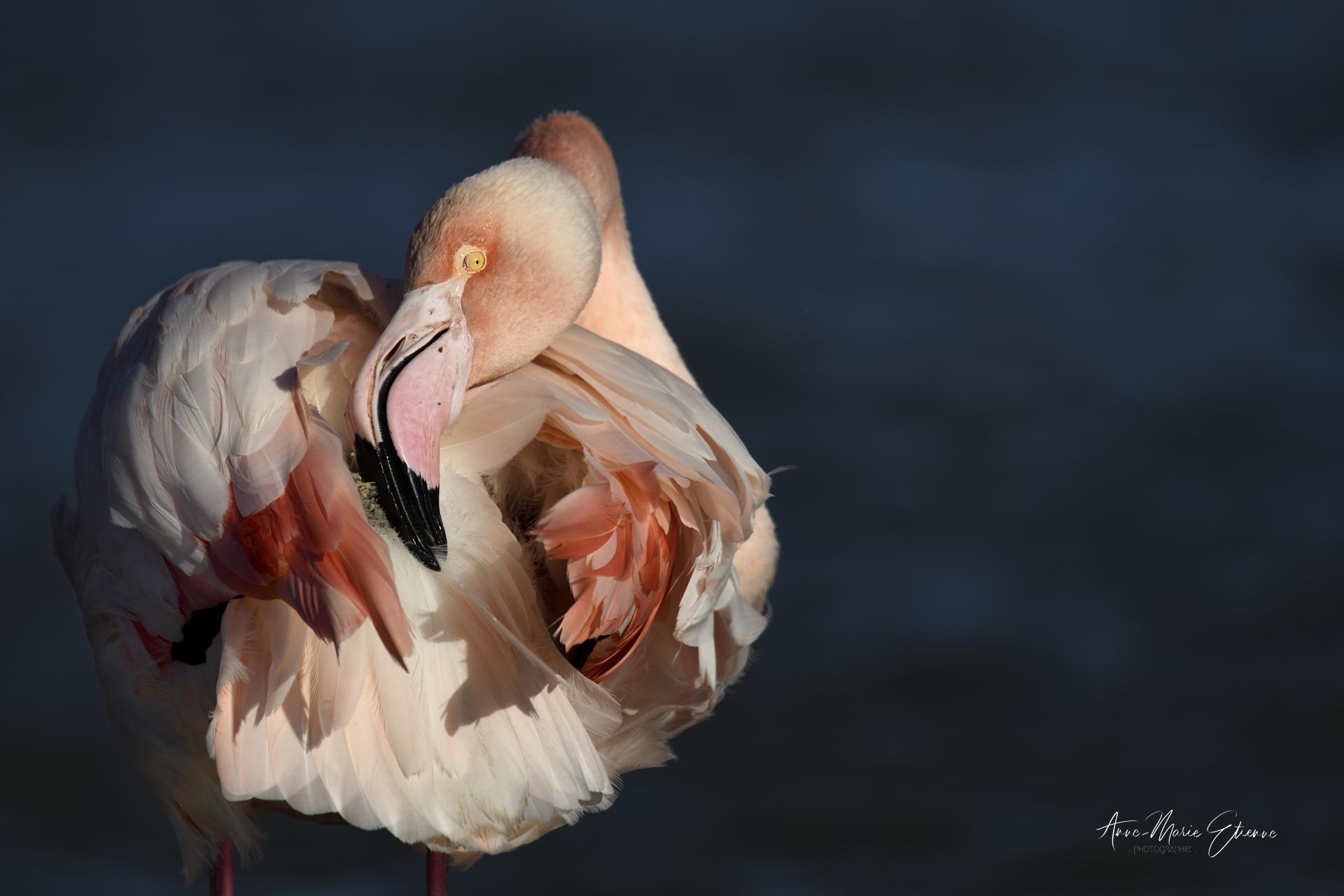 Flamant rose du Pont de Gau.