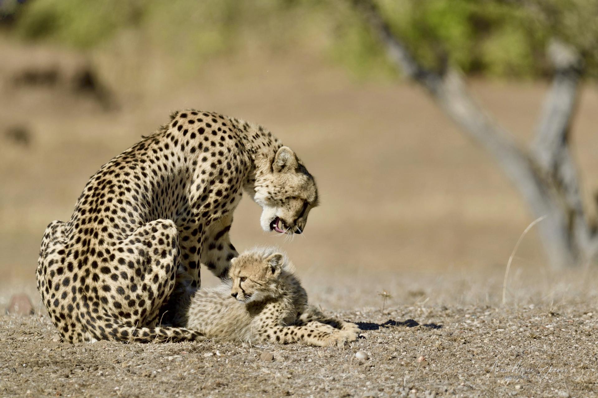 Mère guépard et son bébé, Botswana; photographie prise en 4x4
